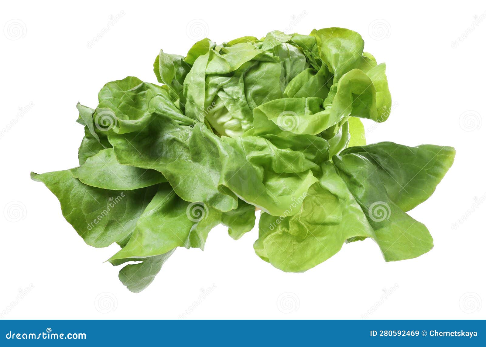 Fresh Green Butter Lettuce Head Isolated on White Stock Image Image