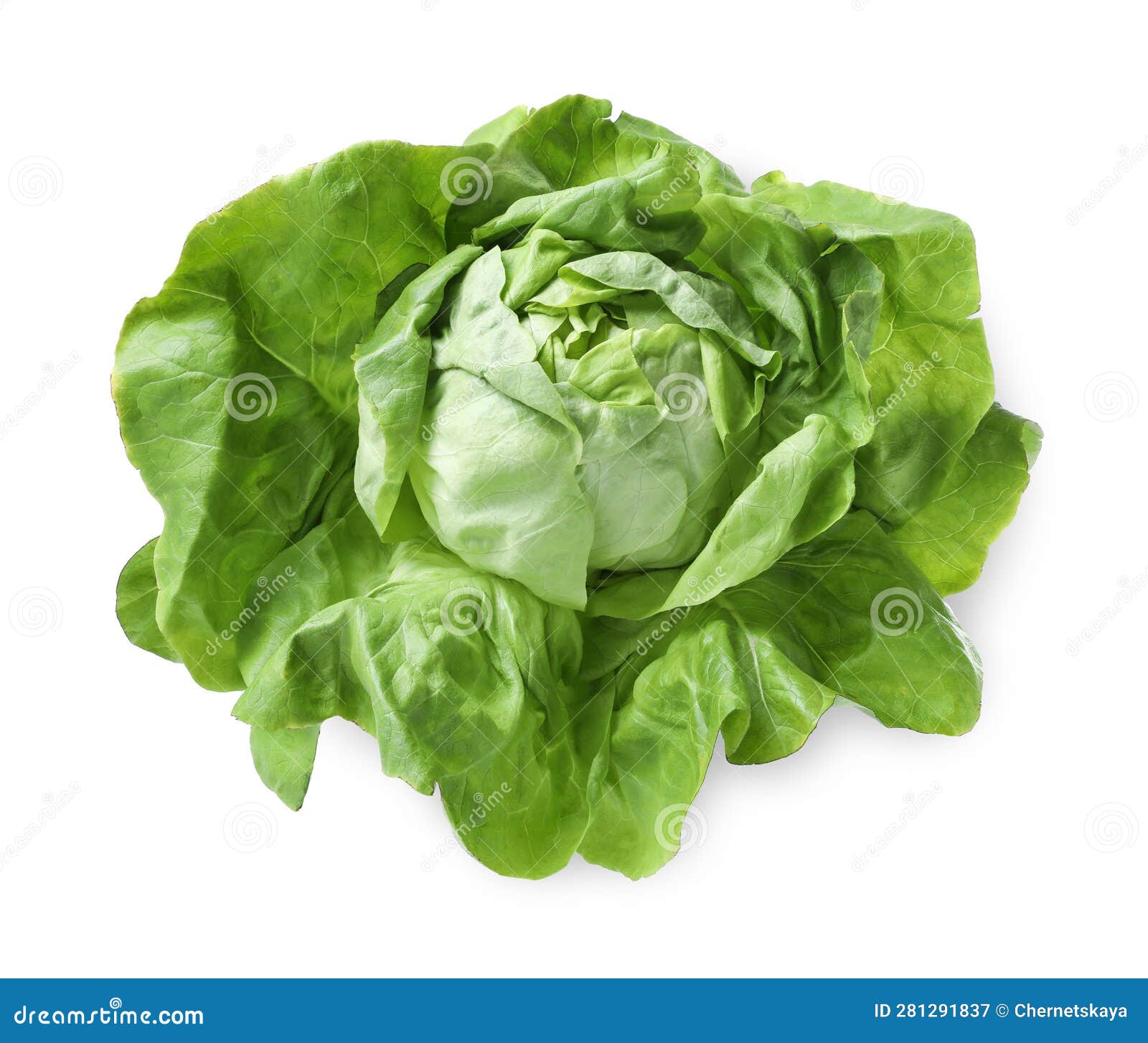 Fresh Butter Lettuce Head Isolated on White Stock Image Image of