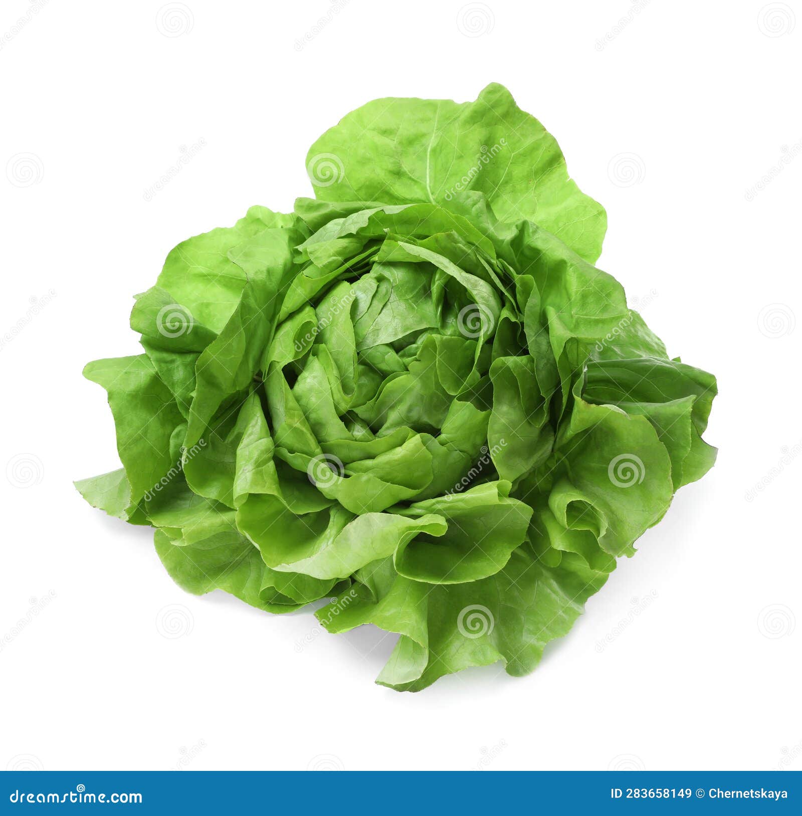 Fresh Green Butter Lettuce Head Isolated on White Stock Image Image