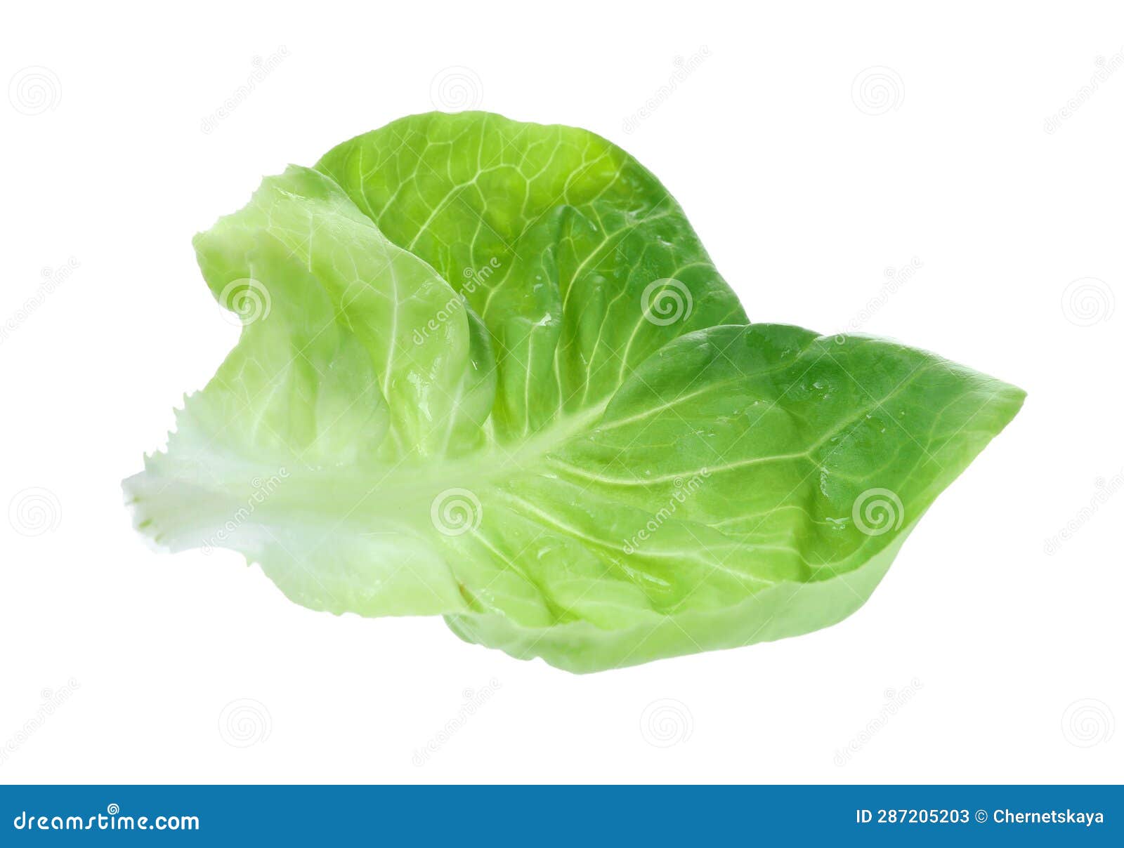 Fresh Green Butter Lettuce Leaf Isolated on White Stock Image Image