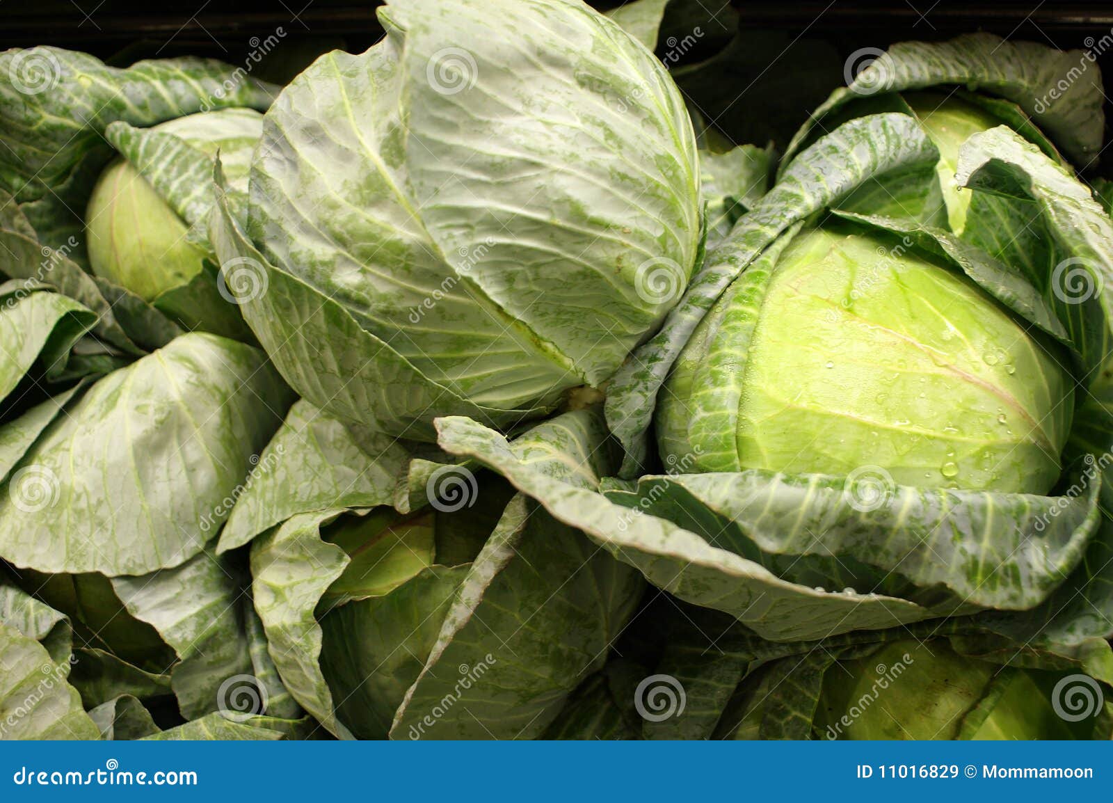 Fresh Green Cabbage Heads stock image. Image of cooking 11016829