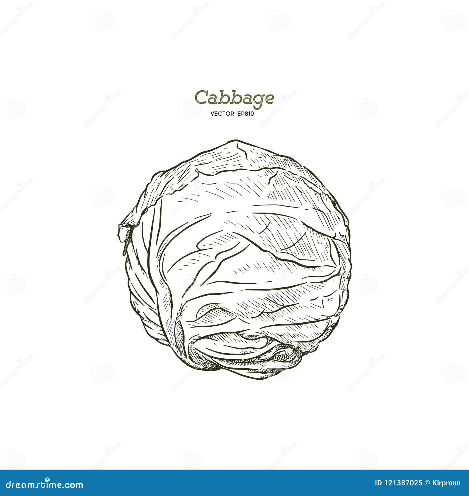 HOW TO DRAW CABBAGE  Easy  Cute Cabbage Drawing Tutorial For Beginner   Kids  YouTube