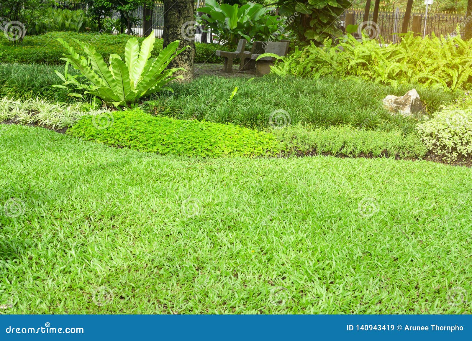 Fresh Green Carpet Grass Yard, Smooth Lawn in Beautiful Garden and Good