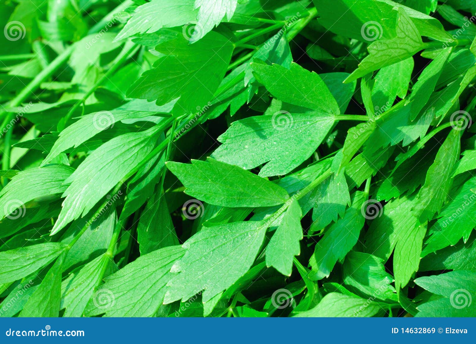 Fresh Green Celery Background Stock Image Image of background