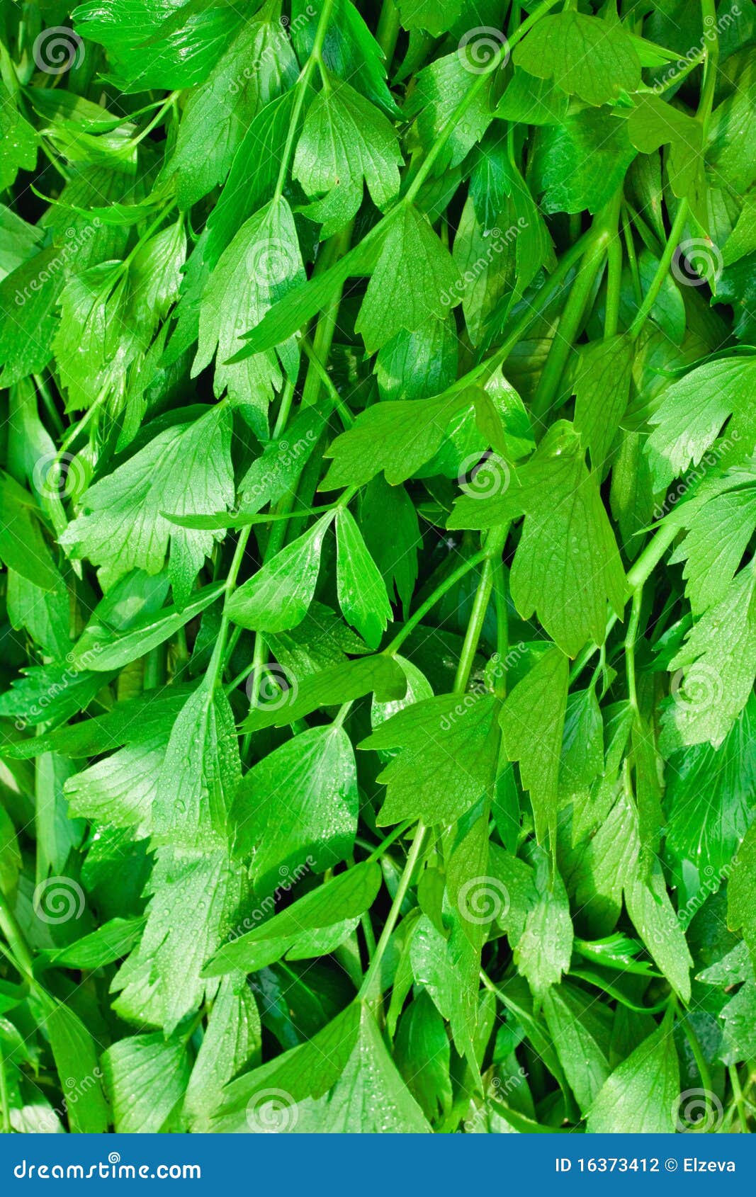 Fresh Green Celery Background Stock Photo Image of ingredient, green