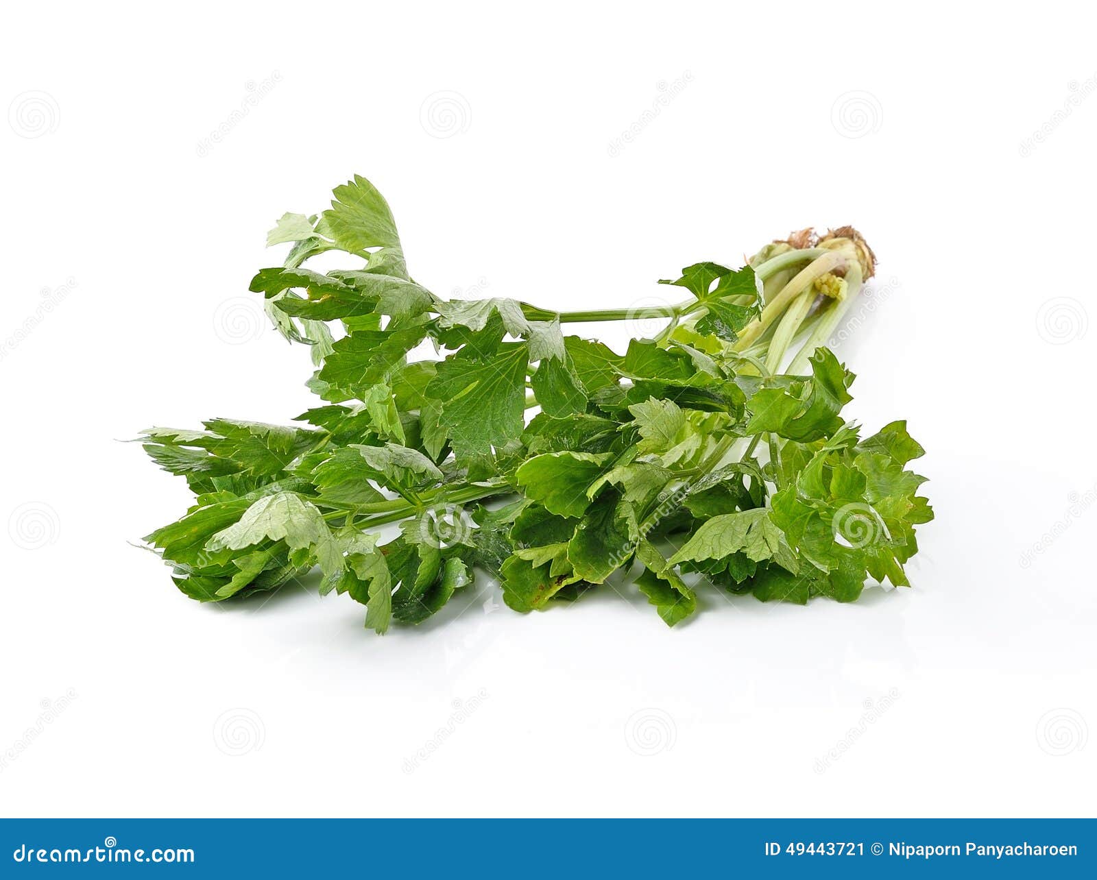 Fresh green celery stock image. Image of nature, freshness 49443721