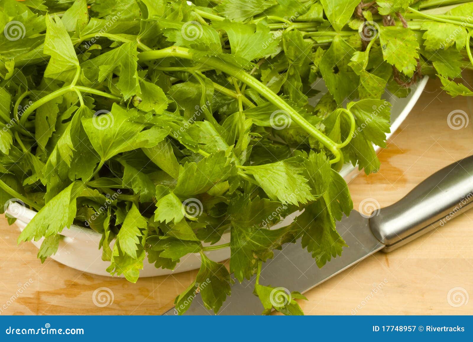 Fresh green celery leaves stock image. Image of spice 17748957