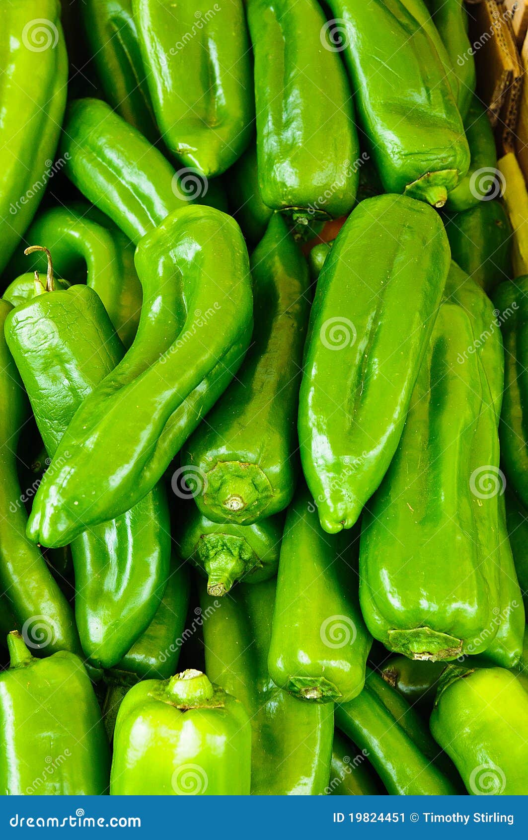 Fresh green chili peppers stock image. Image of eating 19824451