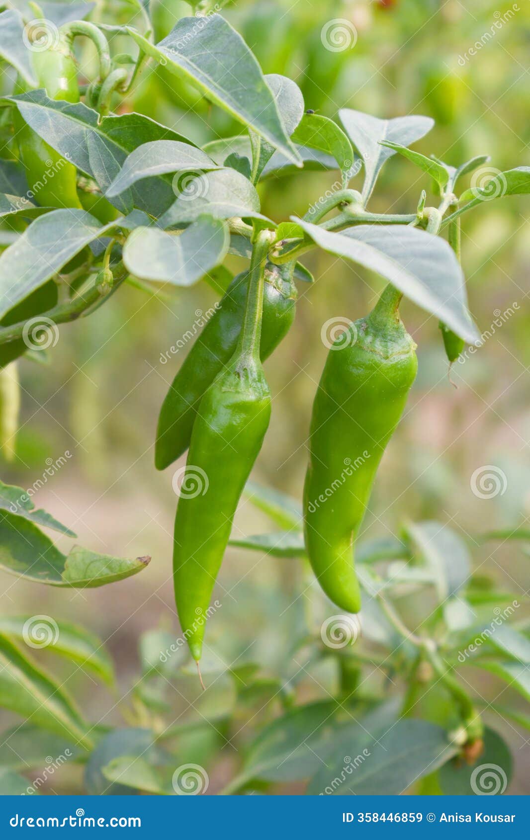 fresh green chili on plant closeup, chili plants in organic farming, chilies closeup in field,