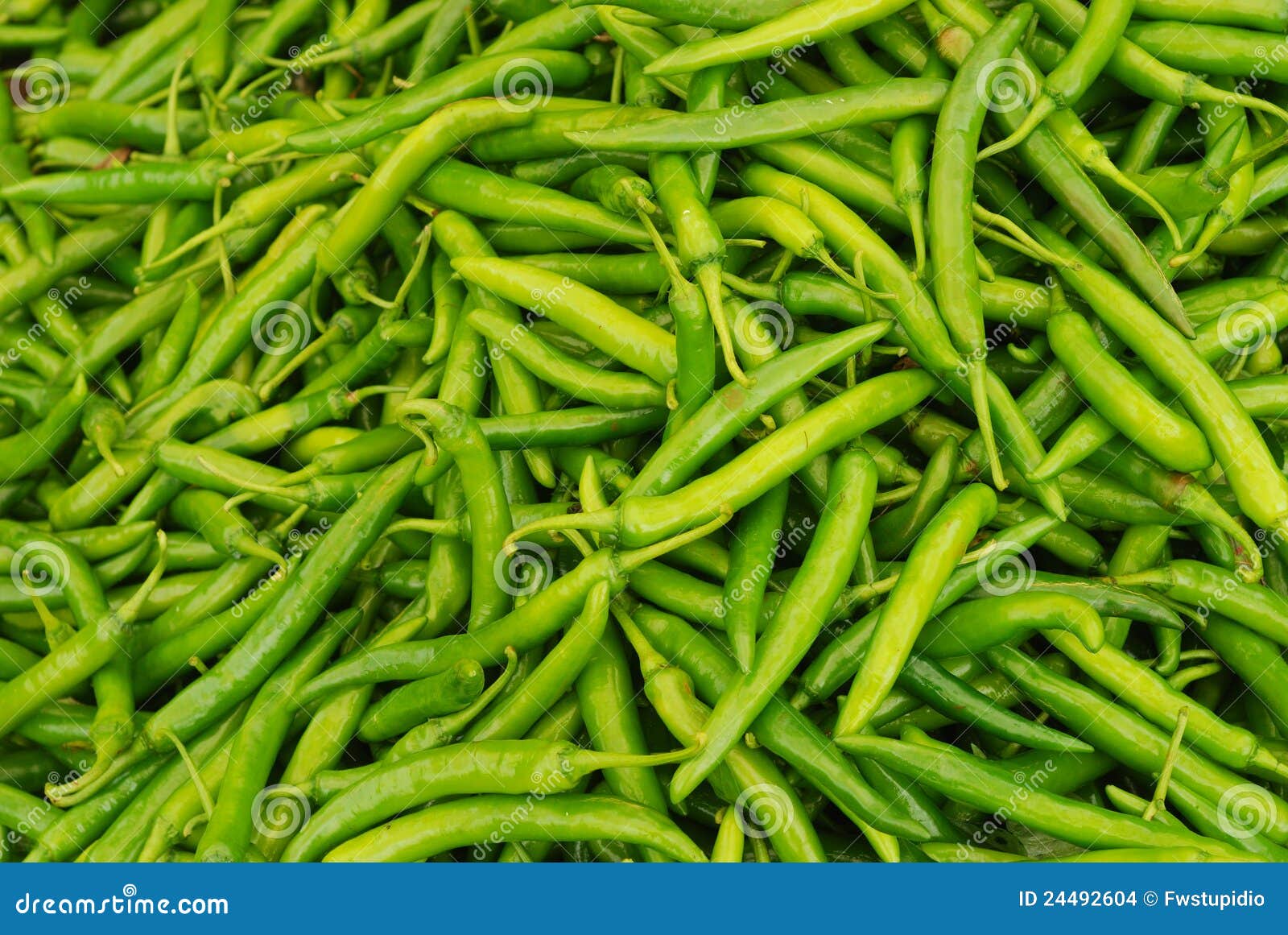 Fresh green chilli peppers stock photo. Image of pepper 24492604