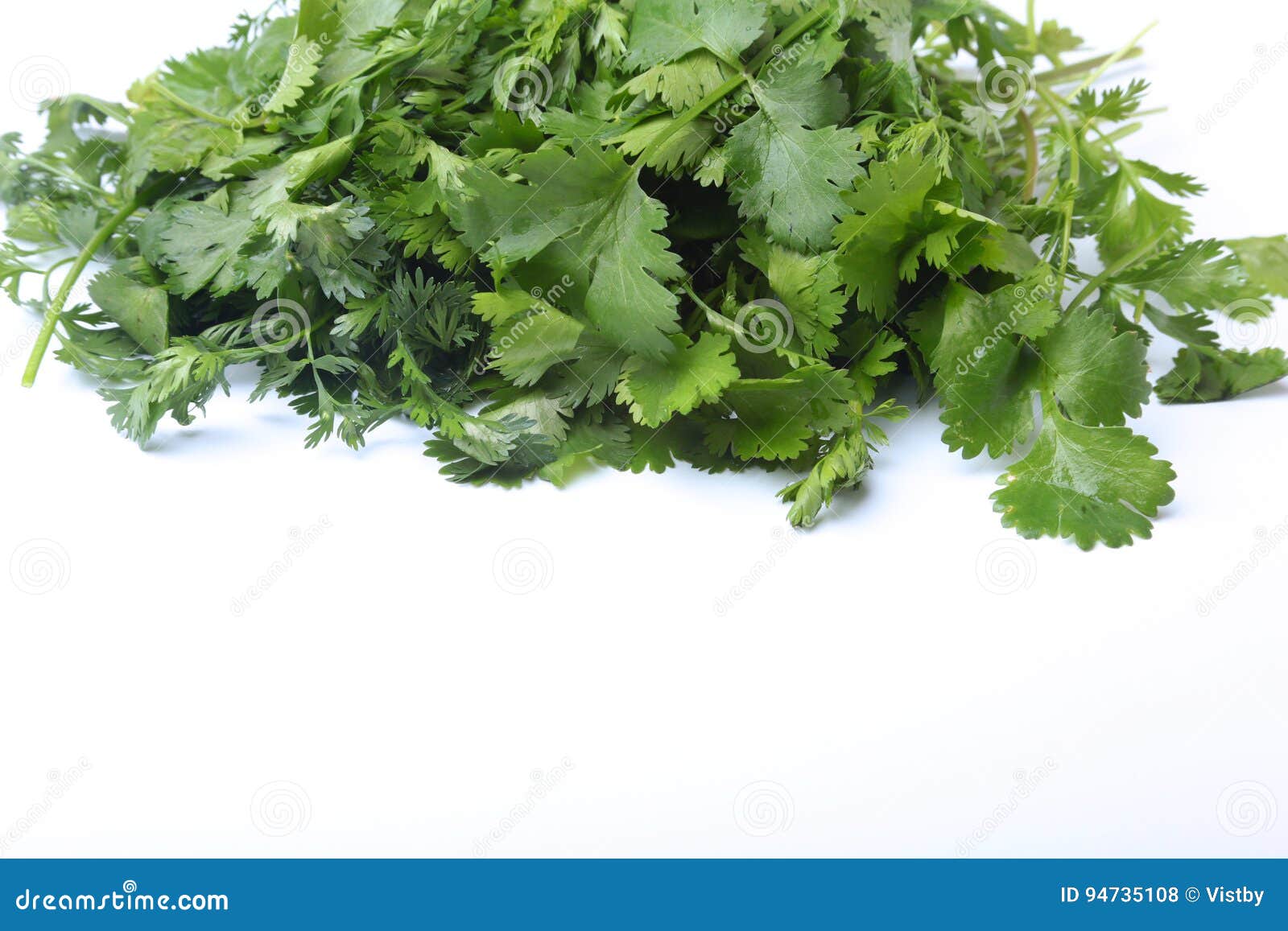 Fresh Green Cilantro, Coriander Leaves on White Background. Stock Photo