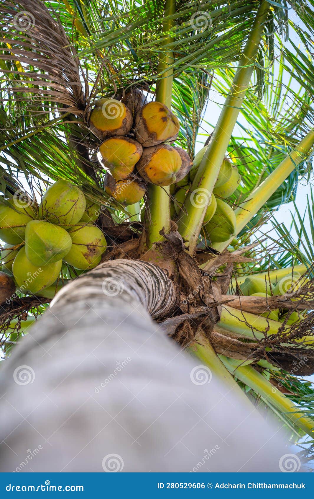 Fresh Green Coconut on the Coconut Tree, Coconut Cluster on Coconut ...