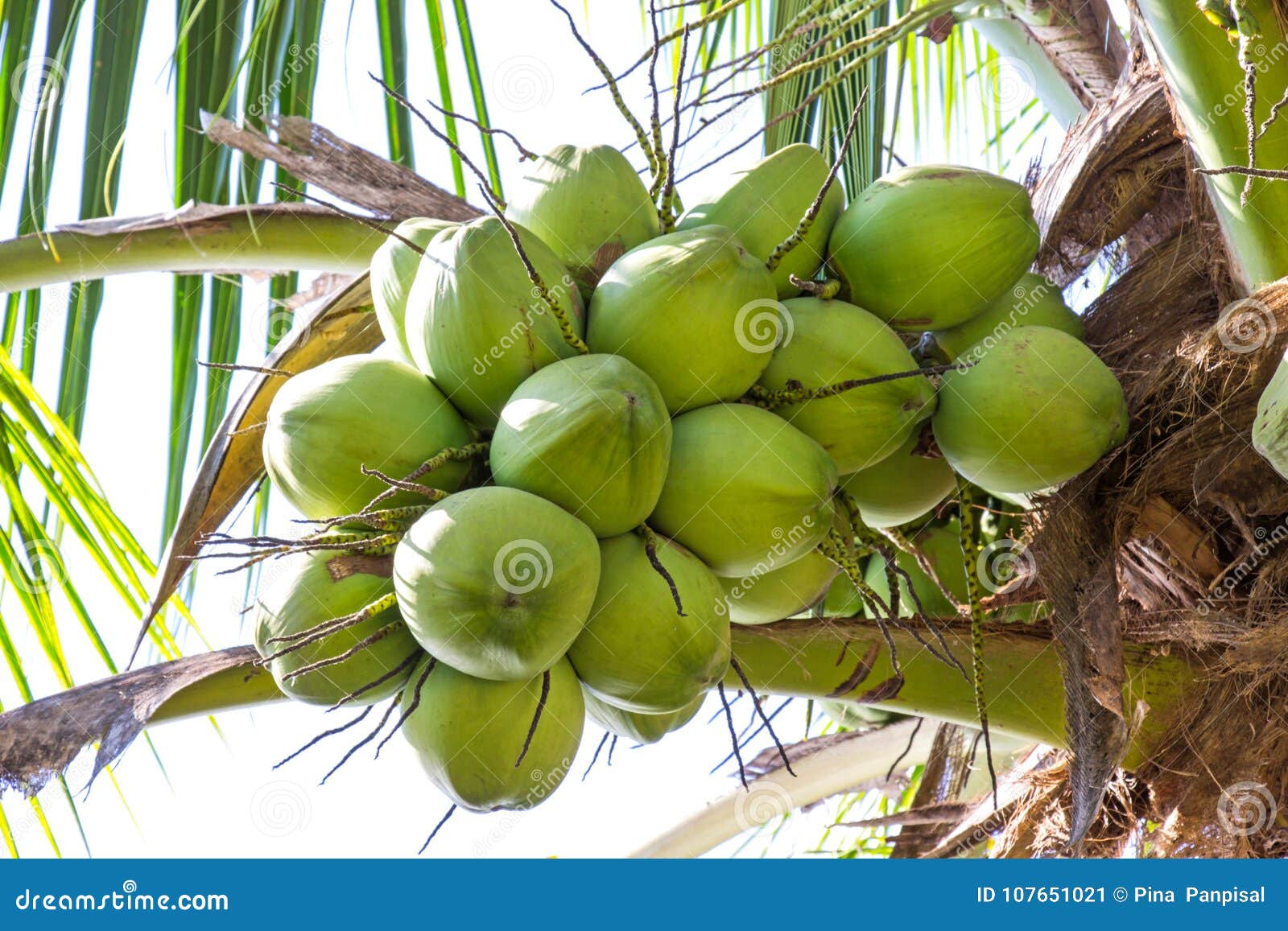 Fresh Green Coconut on a Tree in My Garden Stock Image - Image of ...