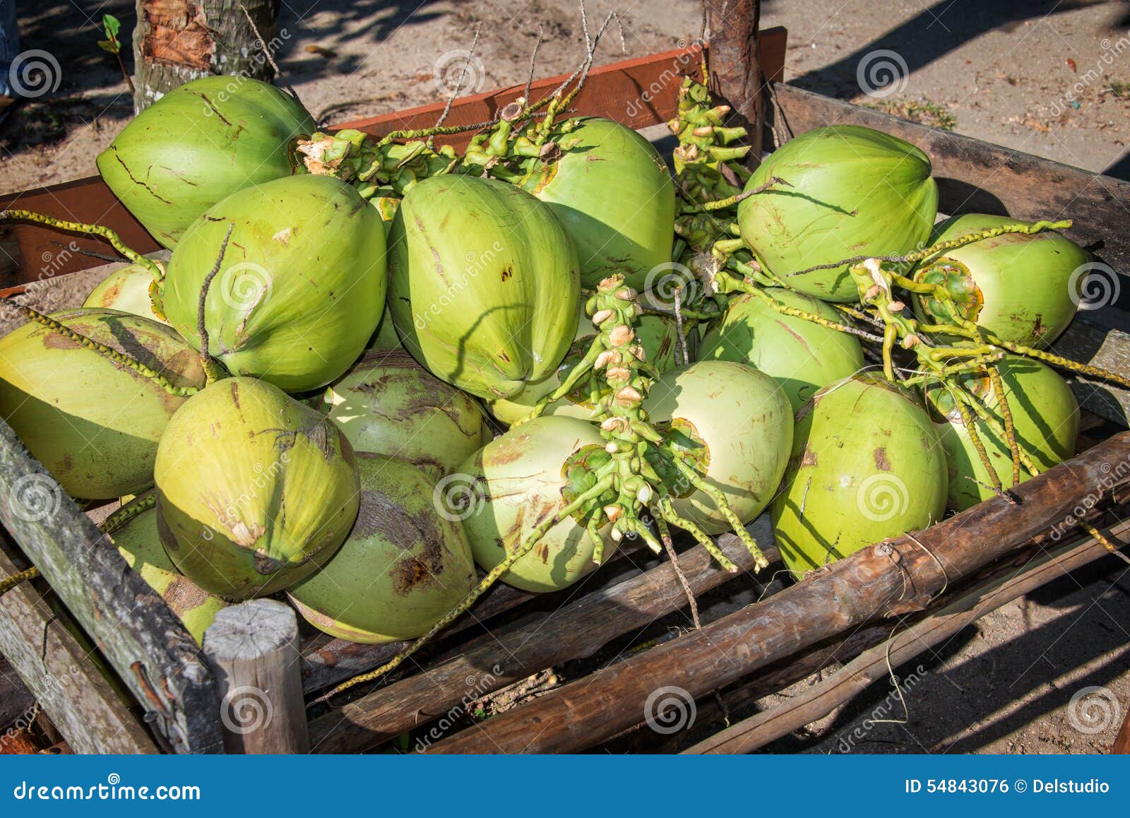 Fresh green coconuts stock photo. Image of coconuts, fresh 54843076
