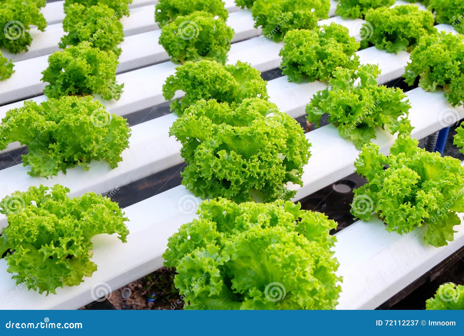 Fresh green coral lettuce stock image. Image of ecology 72112237