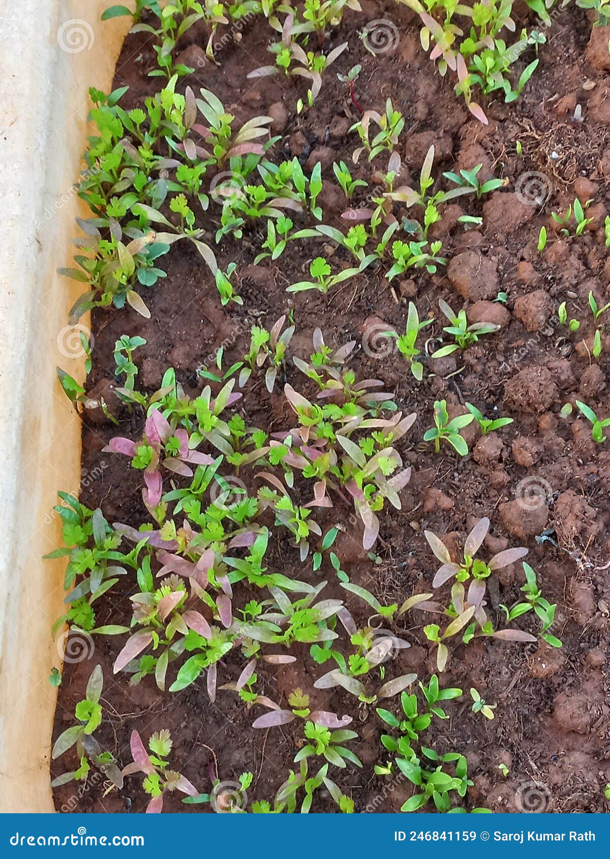 FRESH GREEN CORIANDER GERMINATION Indoor Stock Image Image of green