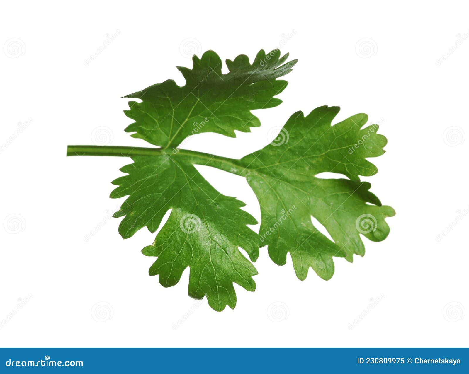Fresh Green Coriander Leaves Isolated on White Stock Image Image of