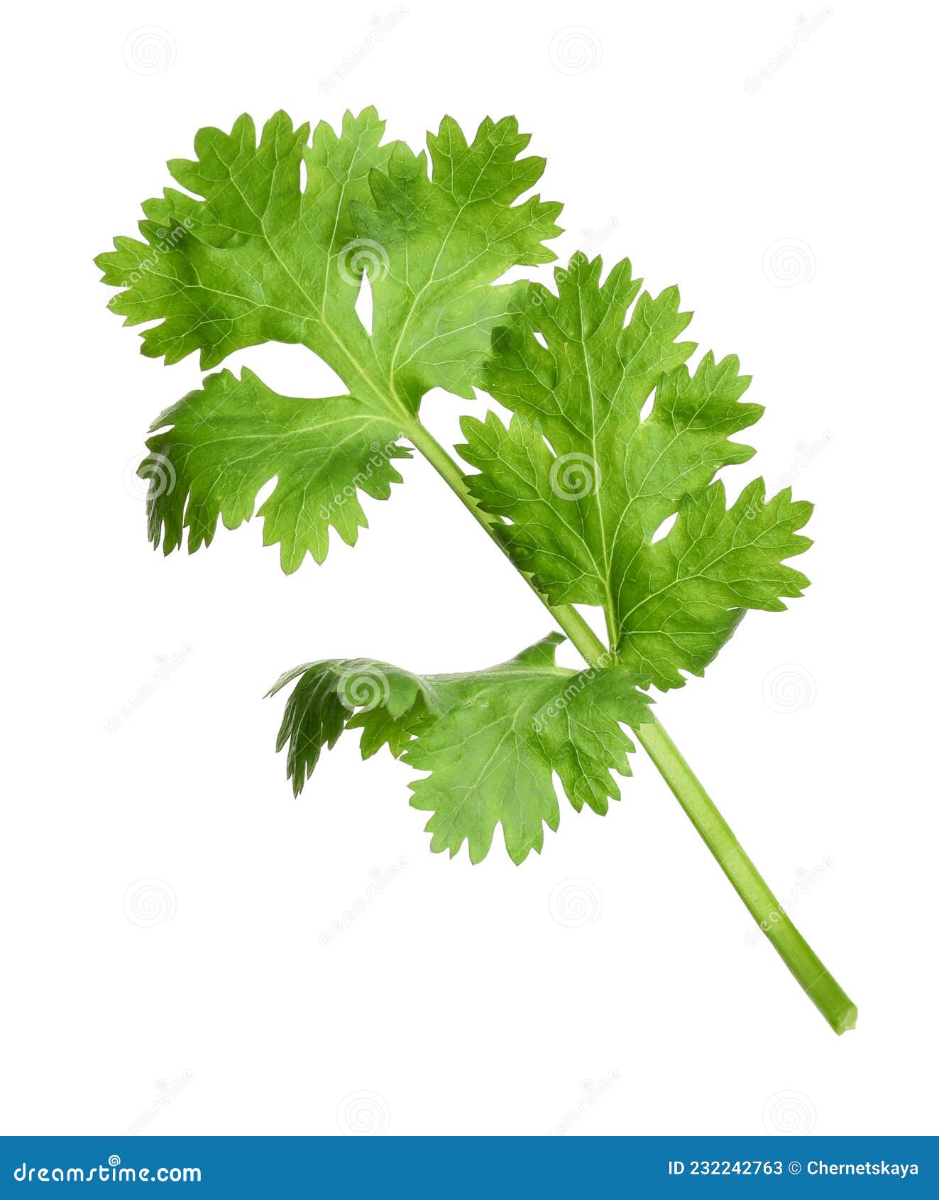 Fresh Green Coriander Leaves Isolated on White Stock Image Image of