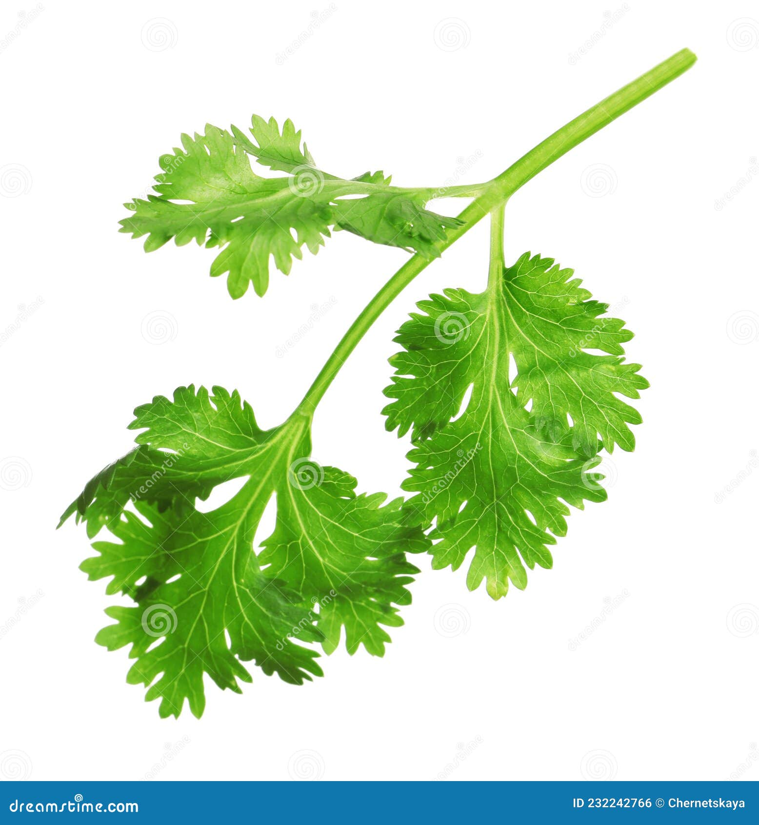 Fresh Green Coriander Leaves Isolated on White Stock Photo Image of