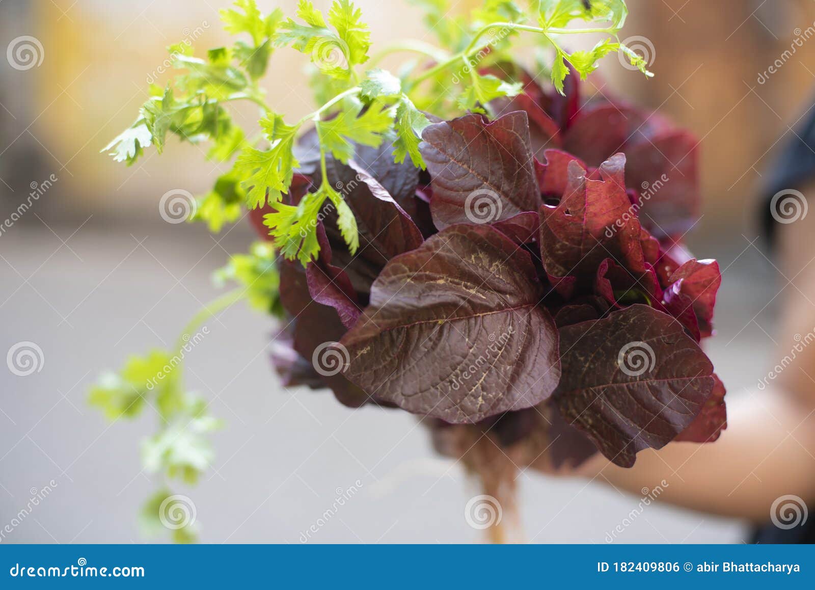Fresh Green Coriander Leaves and Red Leaves are Displayed. Stock Photo Image of growing, diet