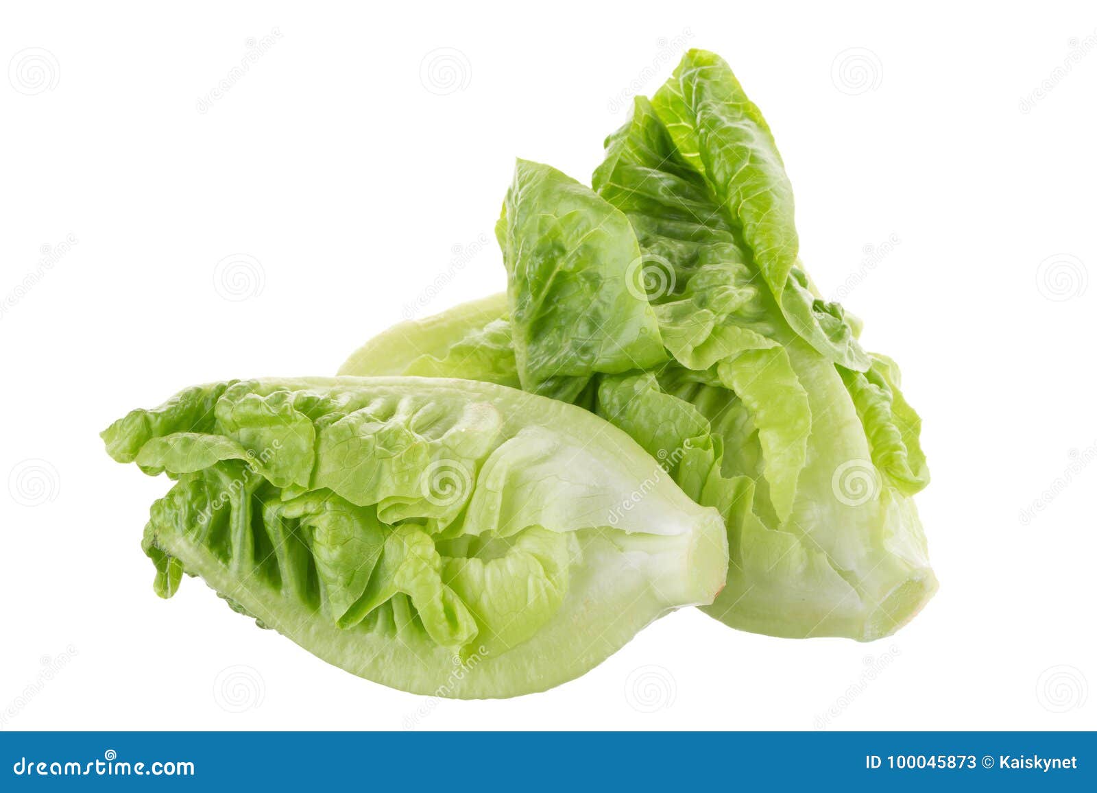 Fresh Green Cos Lettuce Isolated on White Background Stock Image