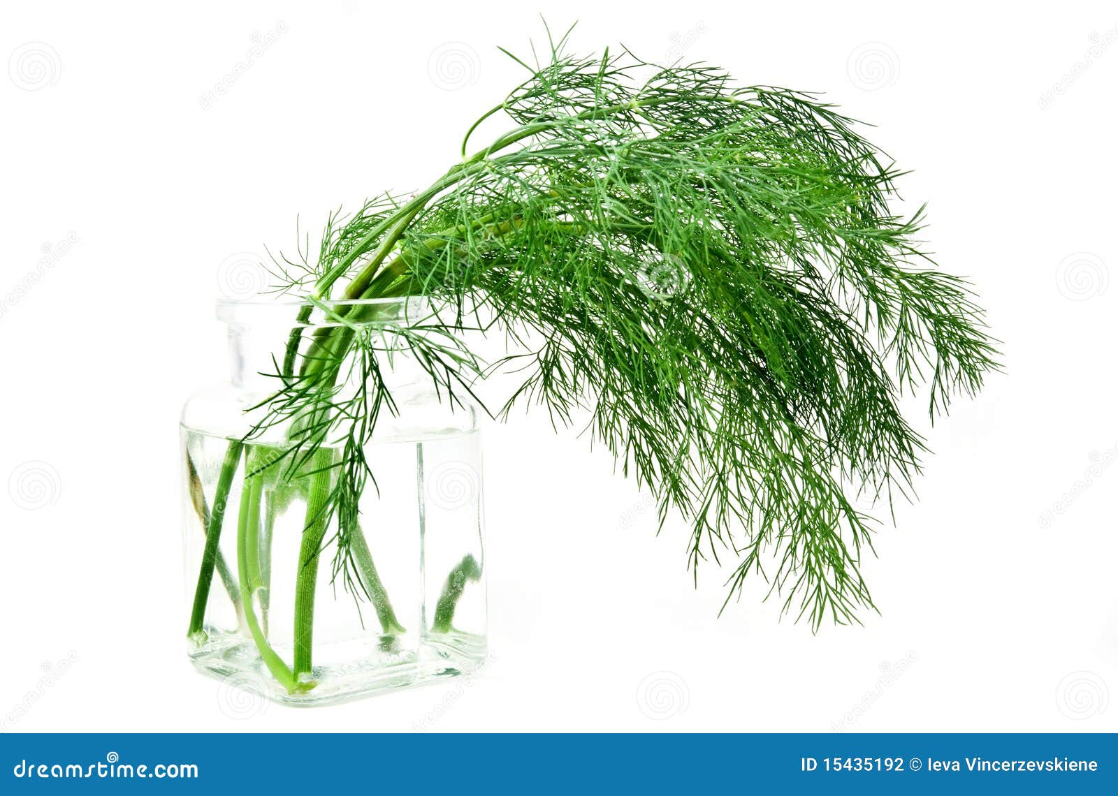 Fresh green dill stock photo. Image of agriculture, nature 15435192
