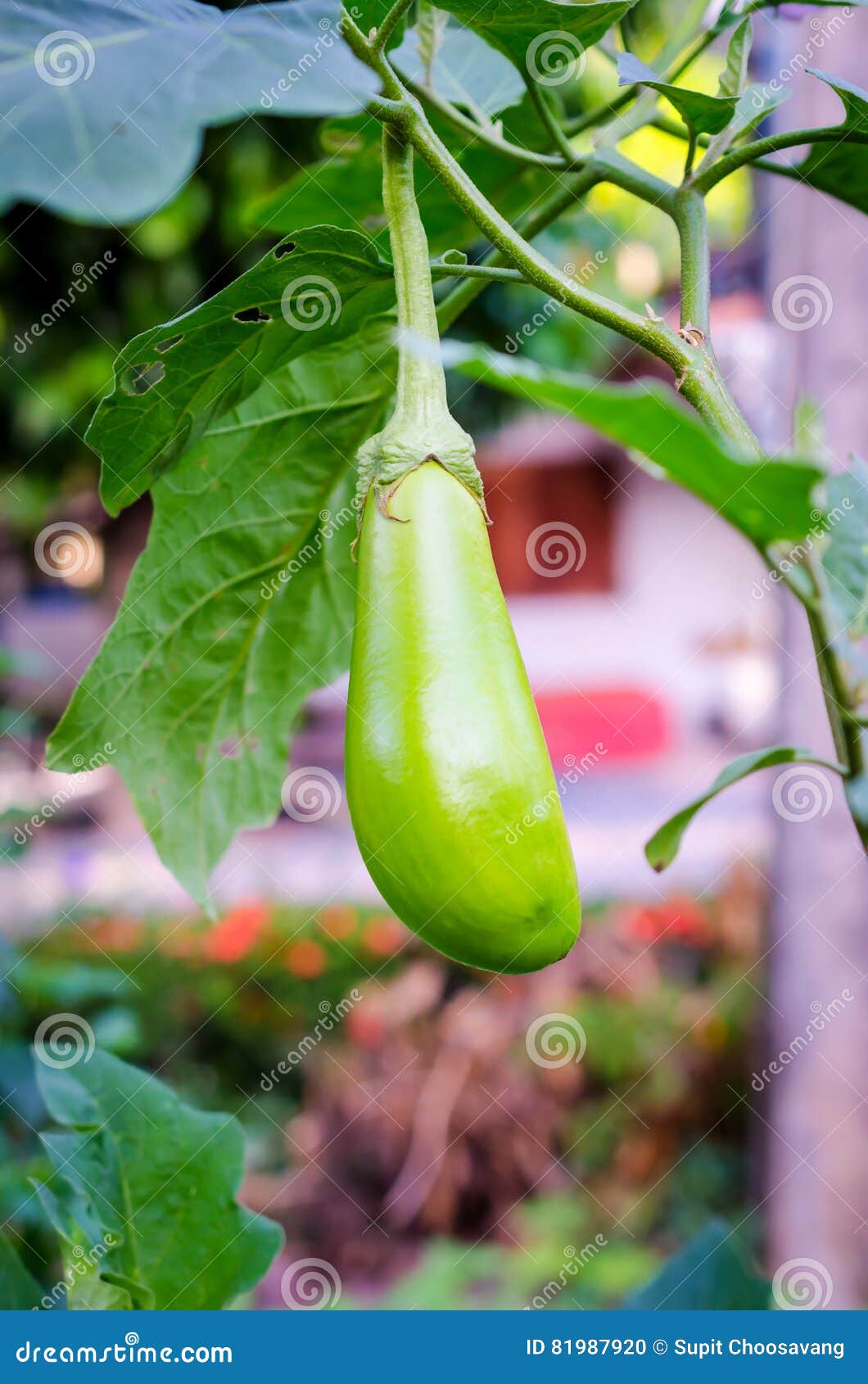 Fresh Green Eggplant on Tree Stock Photo Image of farm, cook 81987920