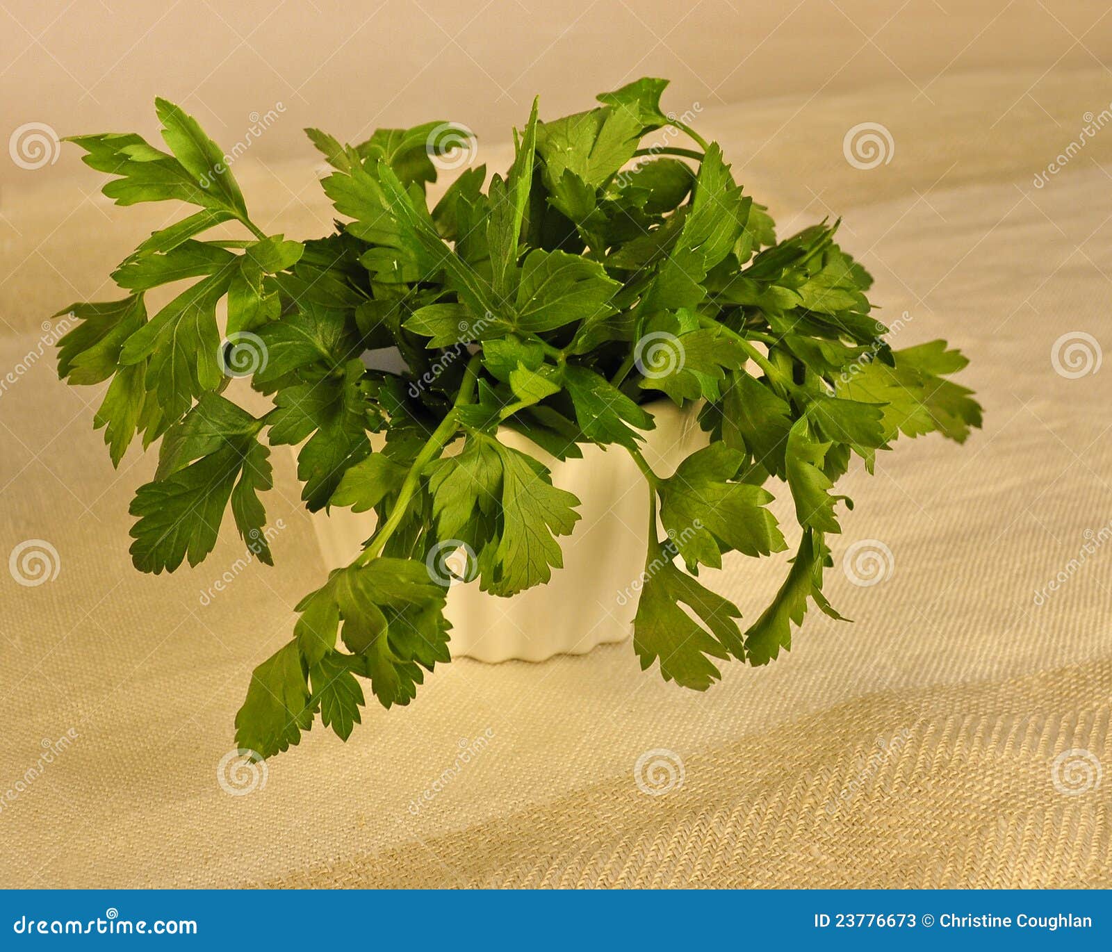 Fresh Green Flat Leaf Parsley in a Bowl. Stock Image Image of