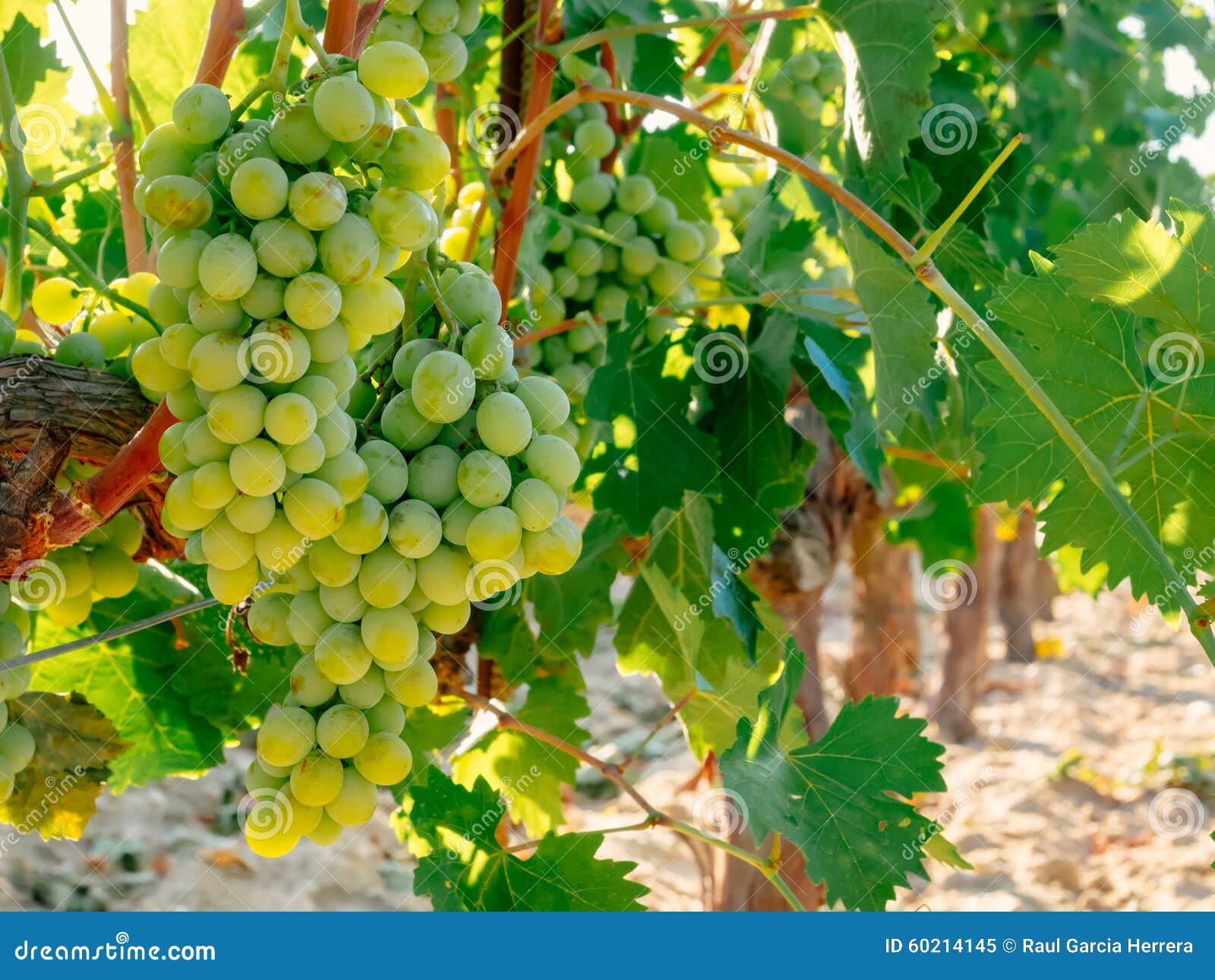 Fresh Green Grapes on Vine. Summer Sun Lights Stock Image Image of flora, background 60214145