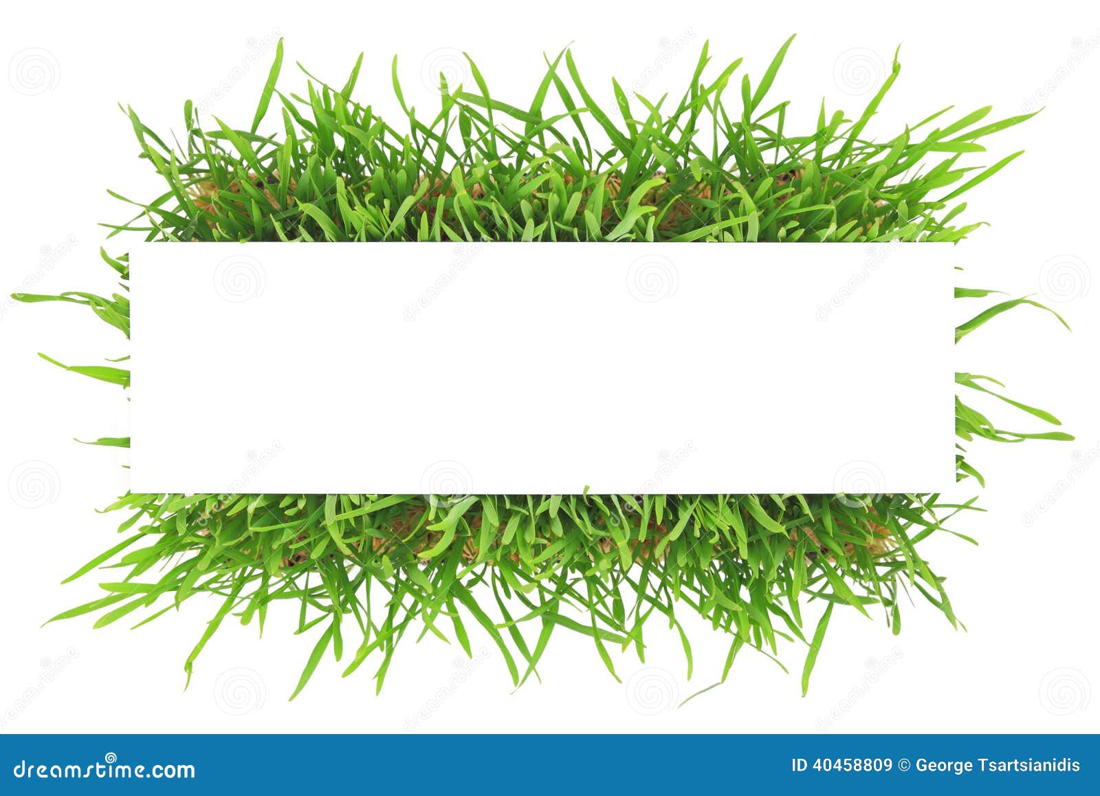 Fresh green grass banner stock image. Image of banner 40458809