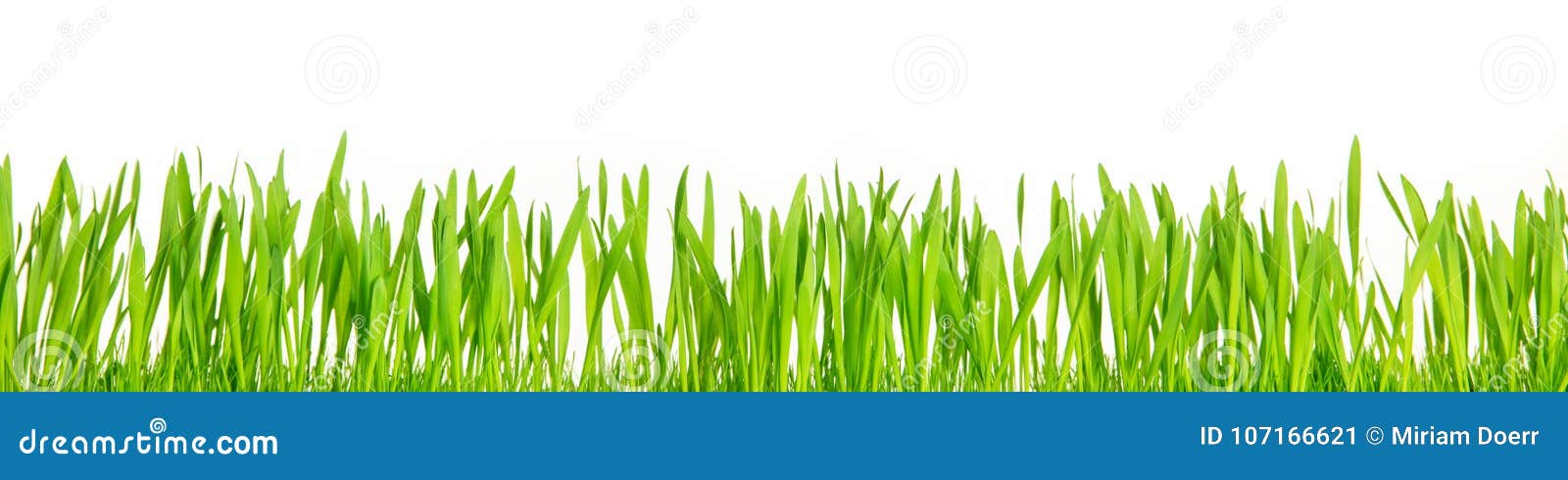 fresh green grass blades in front of white background, panorama