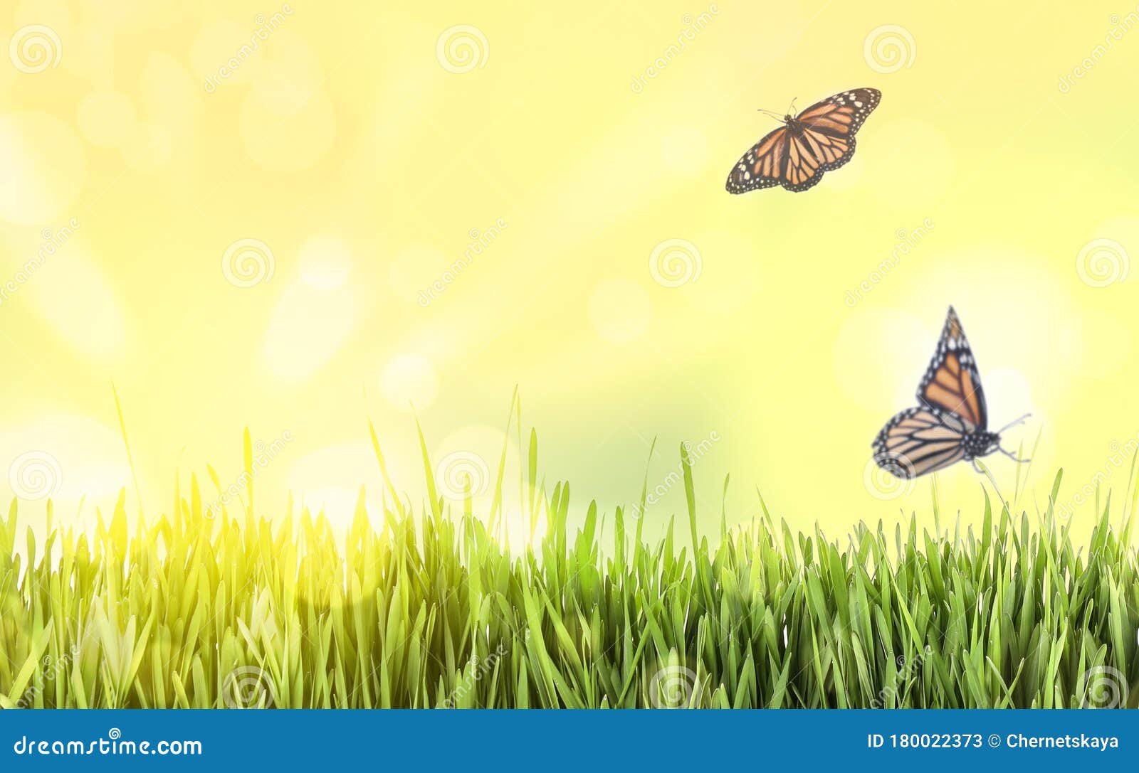 Green Grass and Butterflies on Sunny Day. Spring Season Stock Image ...