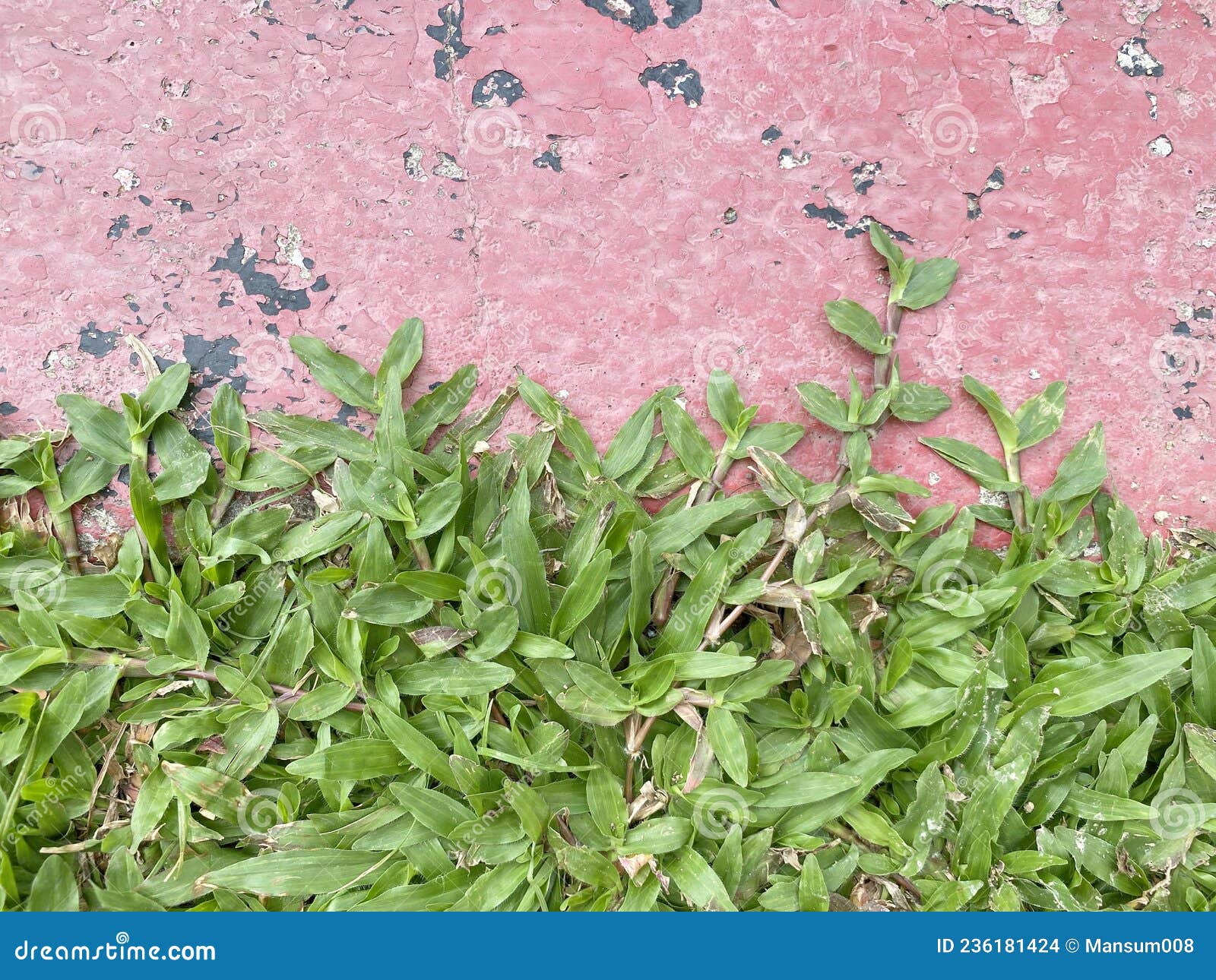 Green Grass on Cement Floor Stock Photo Image of color, grass 236181424