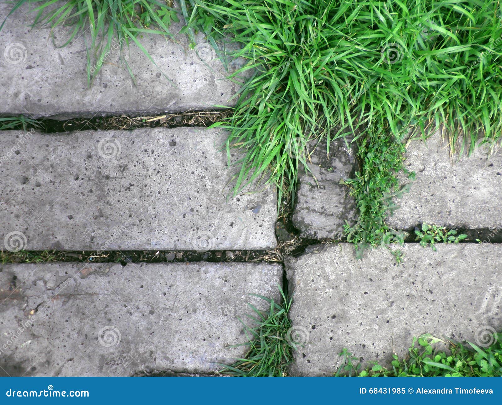 Fresh Green Grass on Concrete Background Stock Image Image of