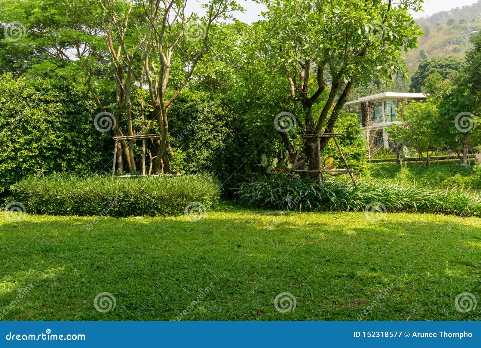 fresh green grass smooth lawn as a carpet with curve form of bush, trees on the background, good maintenance lanscapes in a garden