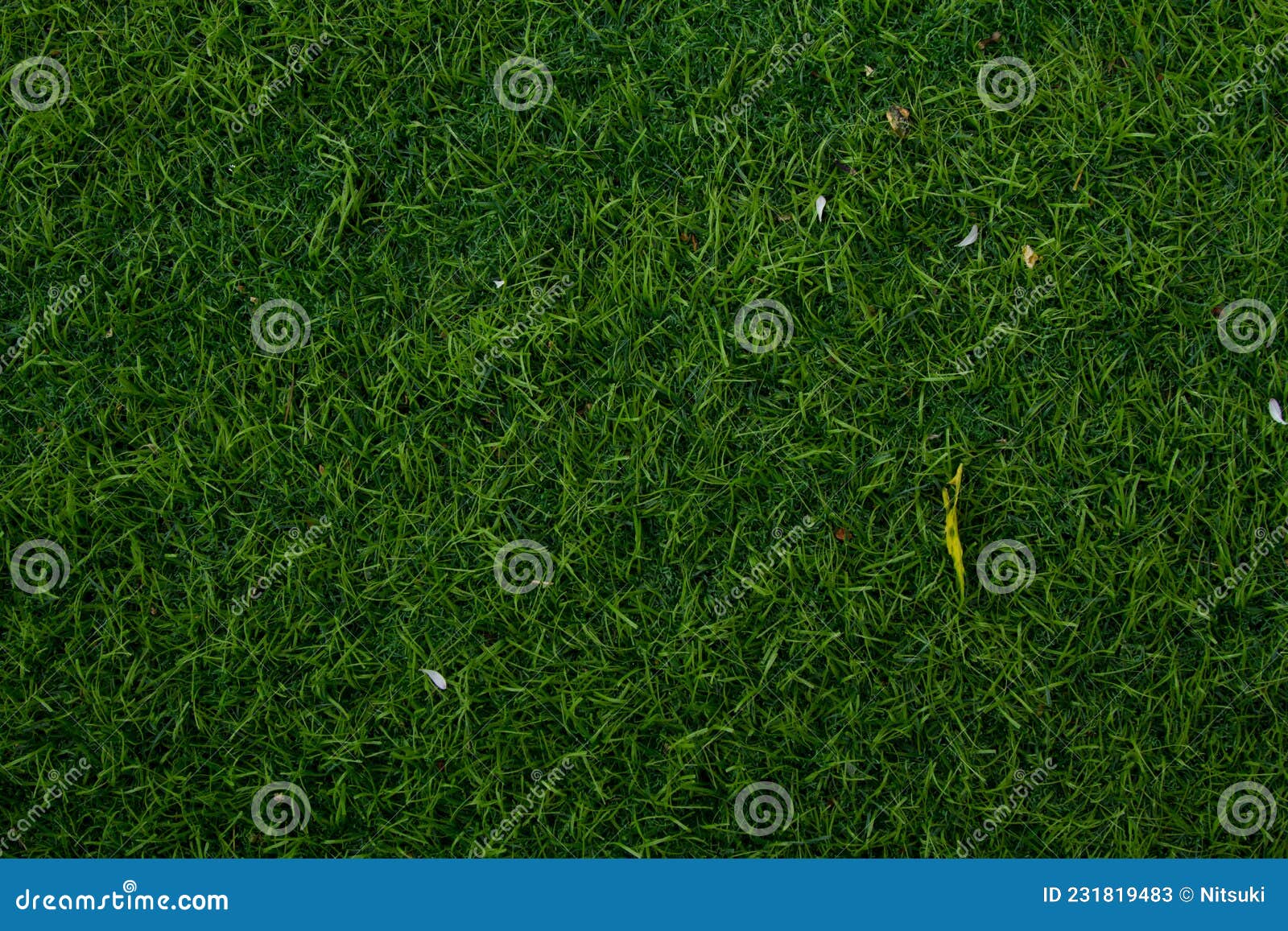 fresh green grass texture for background top view.