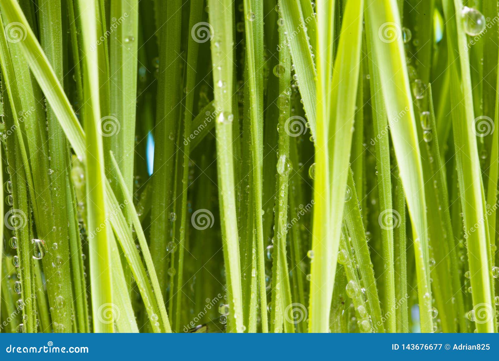 Fresh Green Wheatgrass Texture, Natural Background Stock Image Image of plant, natural 143676677