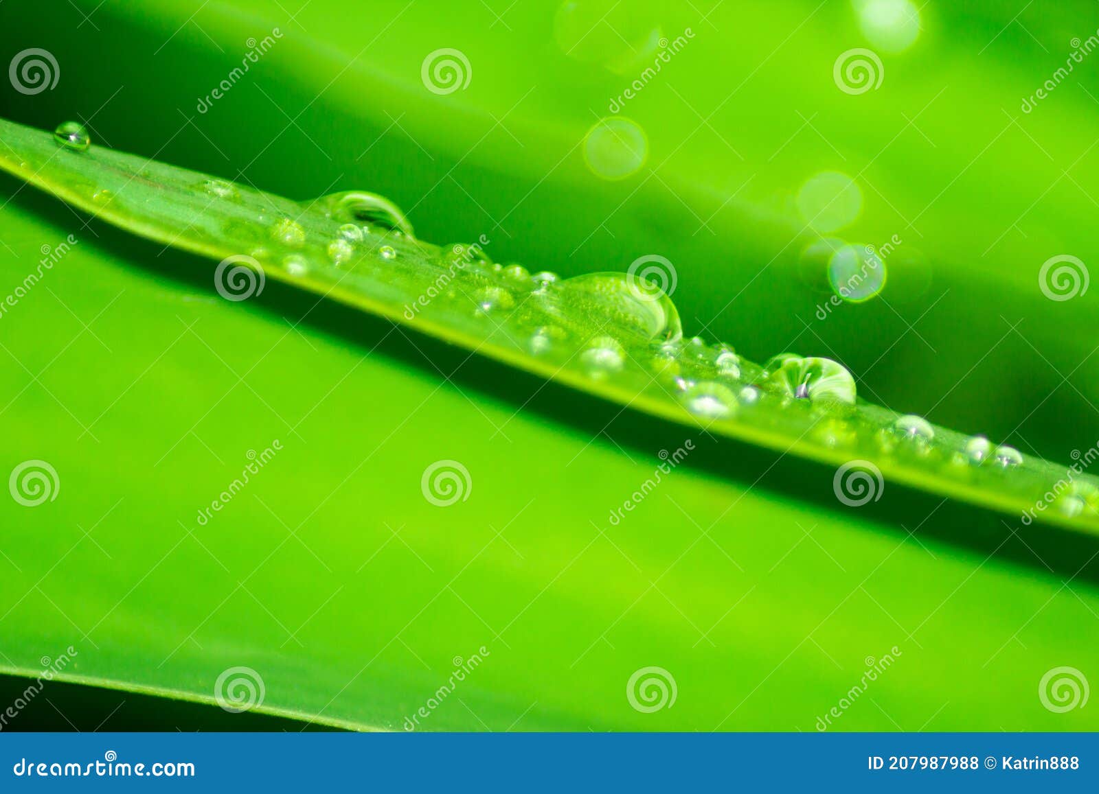 Green Grass with Water Drops Stock Photo Image of background, growth 207987988