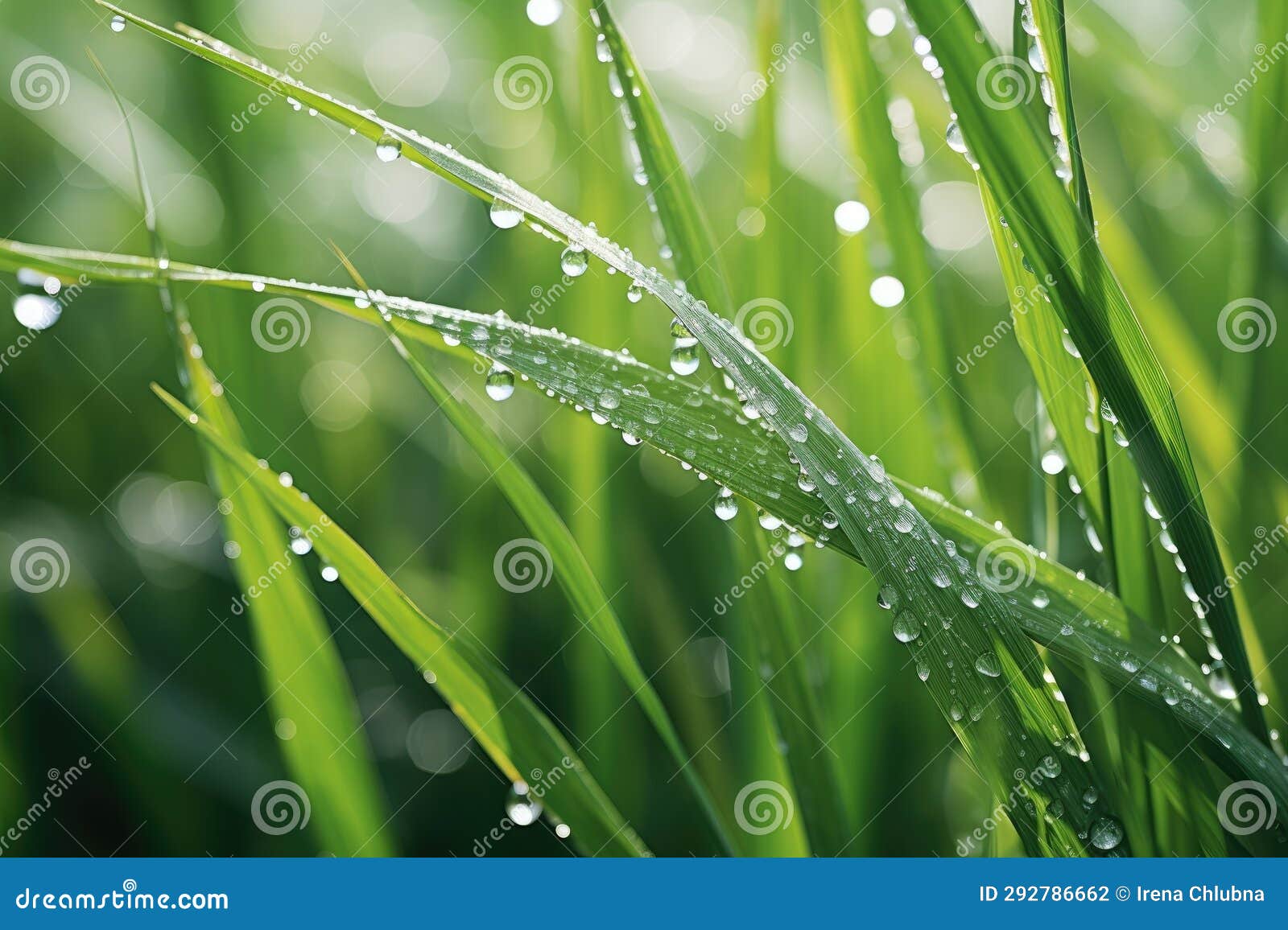 Fresh Green Grass with Water Drops Close Up Stock Illustration Illustration of rain, bubble