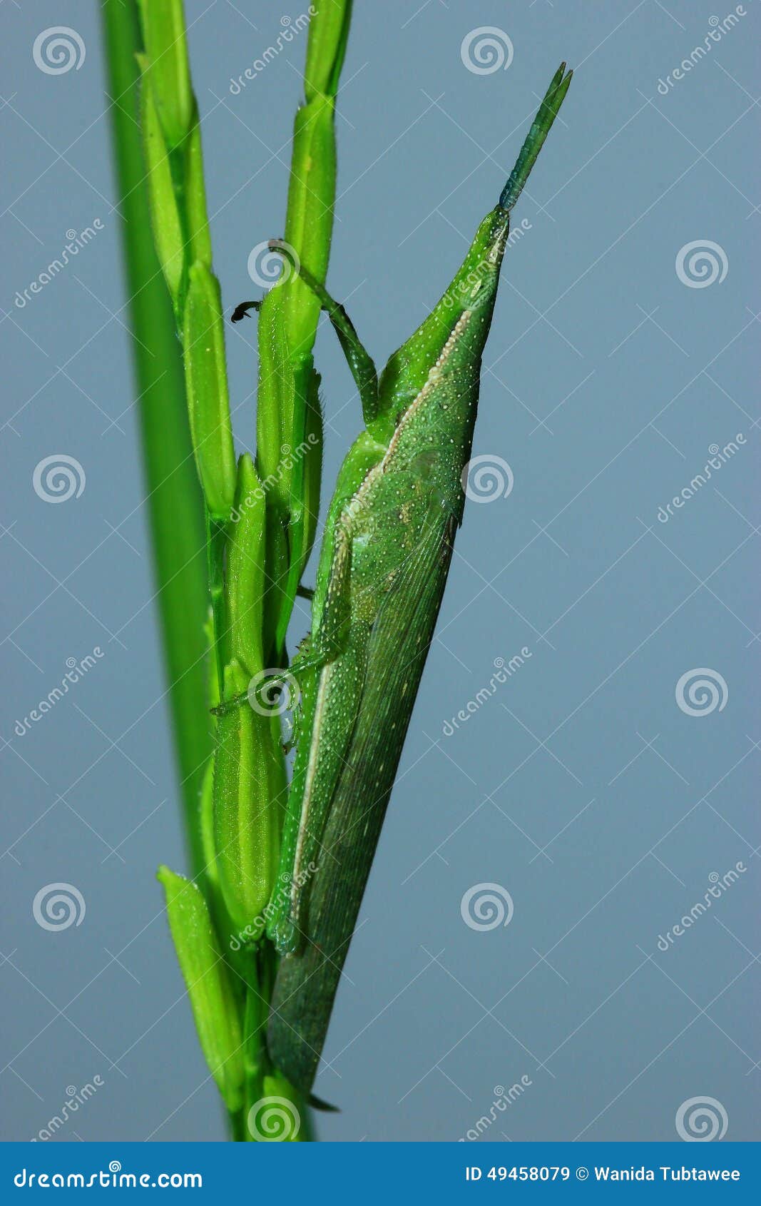 Fresh green stock image. Image of grass, caterpillars