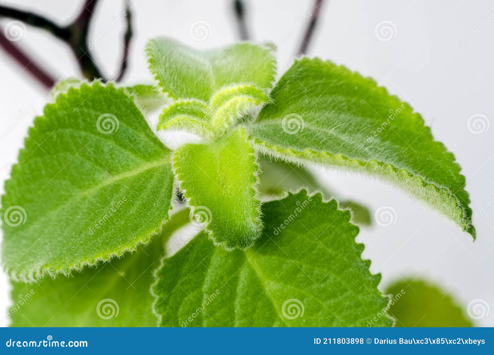 Fresh Green and Hairy Leaves of Cuban Oregano Stock Photo - Image of ...