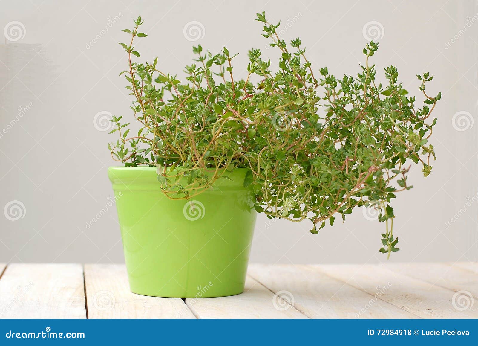 Fresh Green Herb Thyme in Green Flowerpot on White Background Stock Photo Image of green