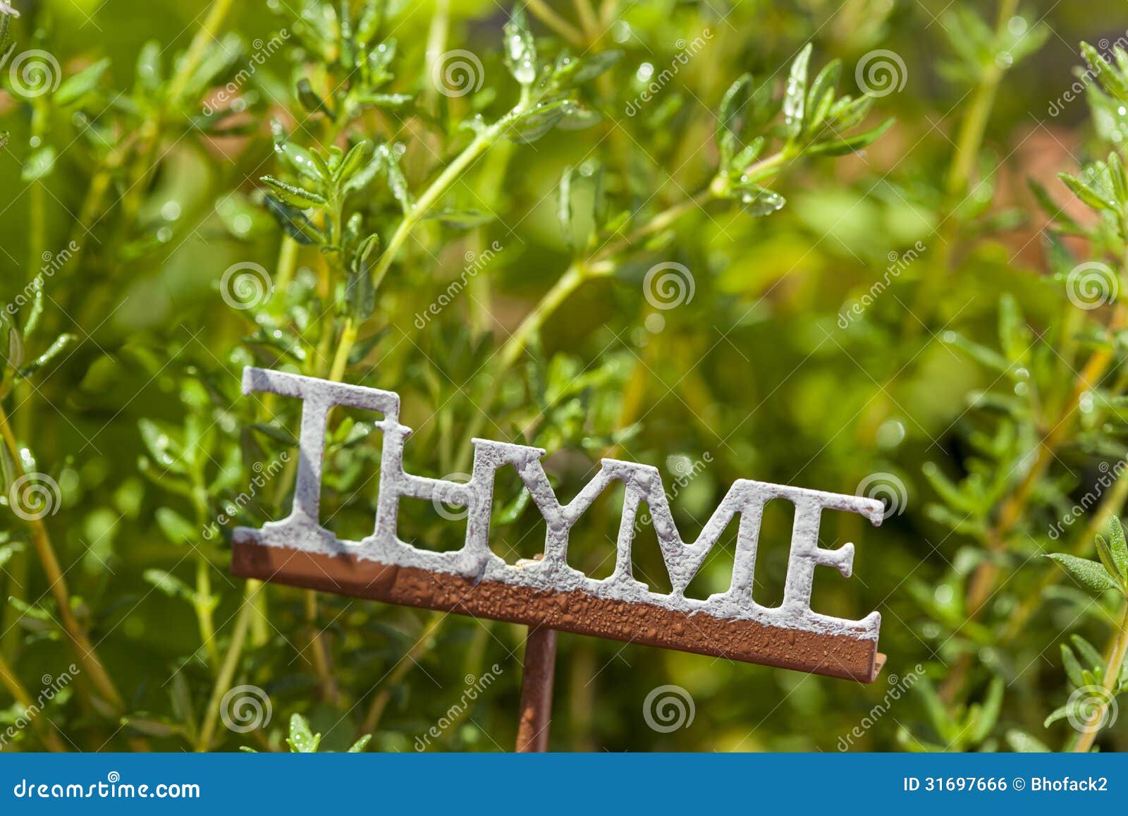 Fresh Green Herbal Thyme Leaves Stock Photo Image of healthy, garden