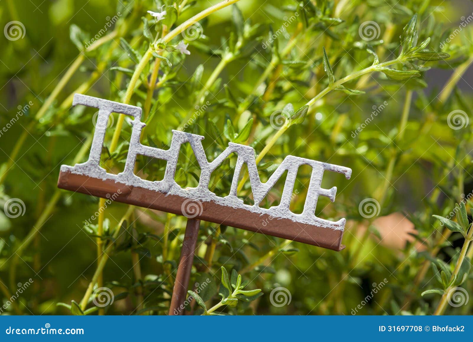 Fresh Green Herbal Thyme Leaves Stock Photo Image of thyme, herb