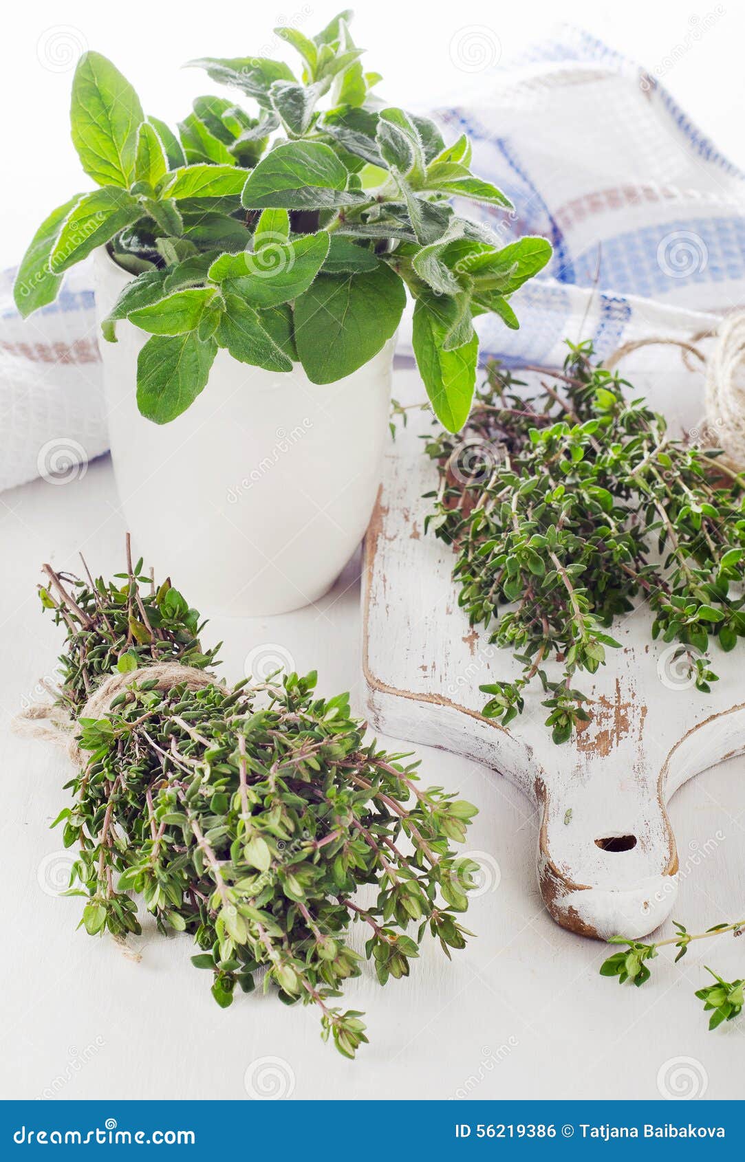 Fresh Green Herbs Thyme and Oregano Stock Photo Image of bunch