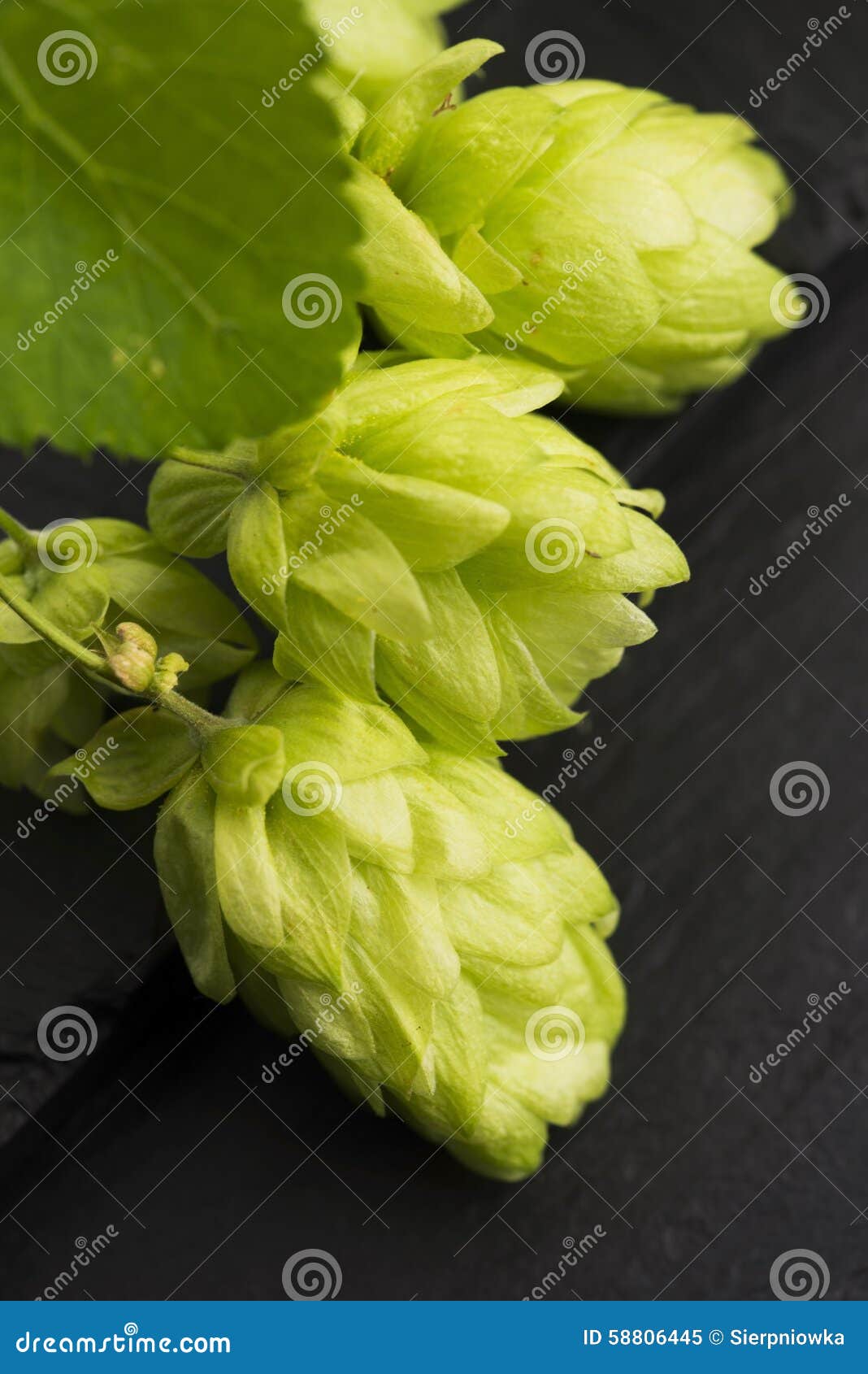 fresh green hop cones