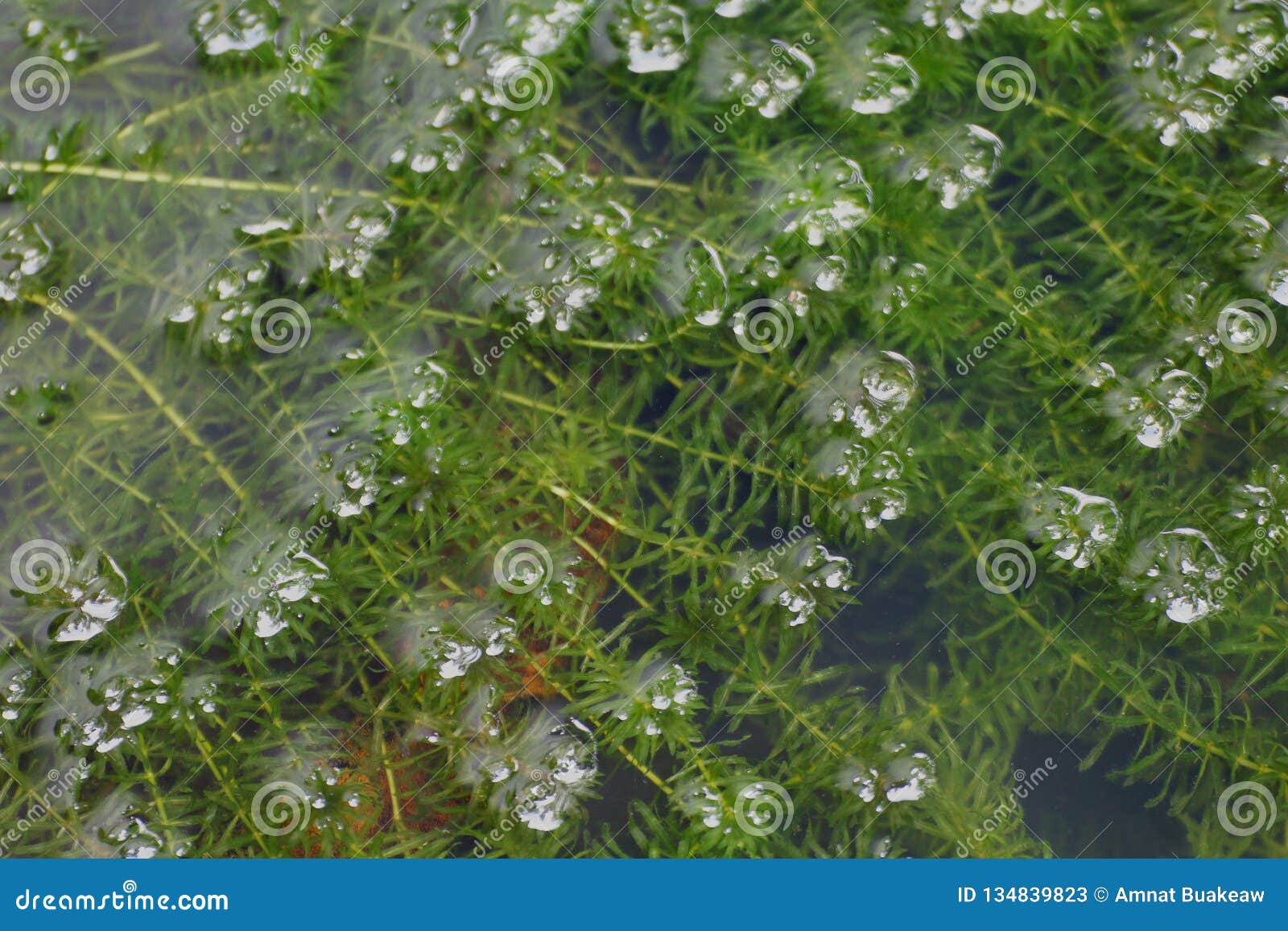 fresh green hydrilla verticillata growing in the water, hydrilla seaweed, hydrilla verticillata, hydrocharitaceae seaweed hydrilla