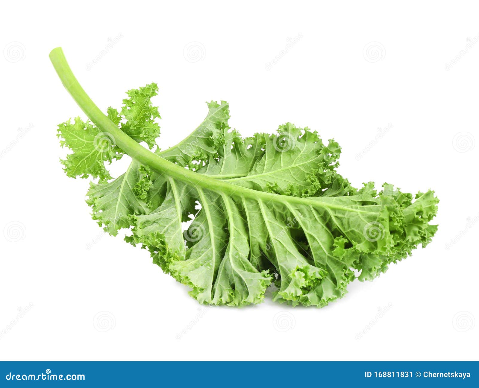 Fresh Green Kale Leaf Isolated Stock Image Image of freshness, health