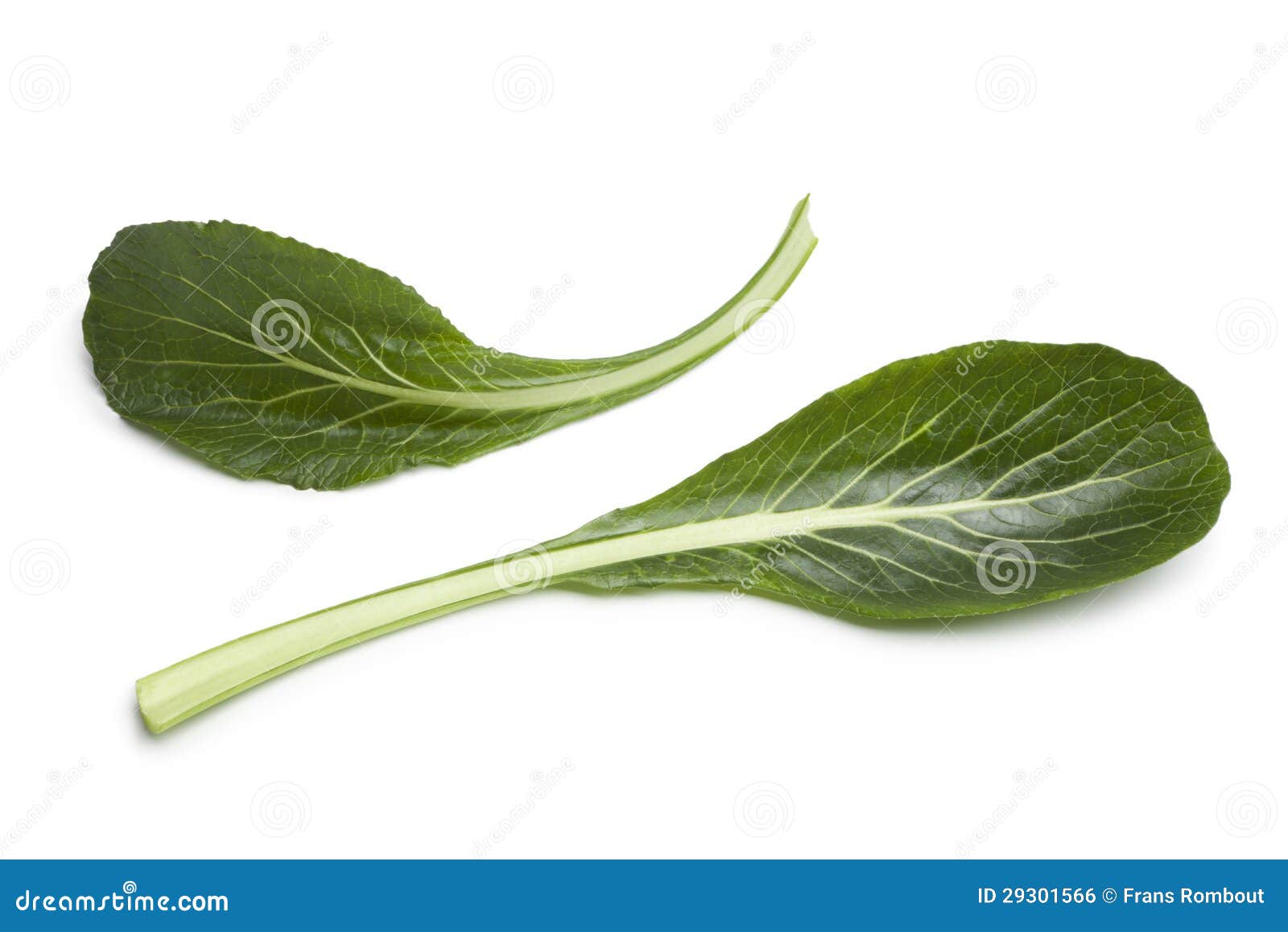 Fresh Green Komatsuna Leaves Stock Photo Image of leaves, mustard