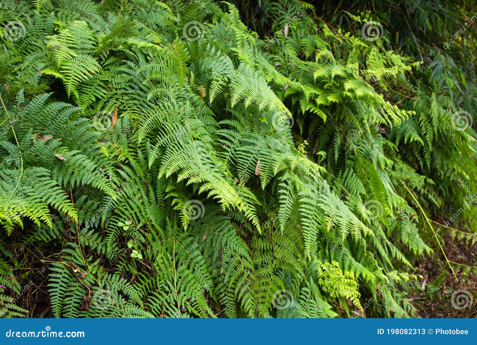 fresh green leaf background material